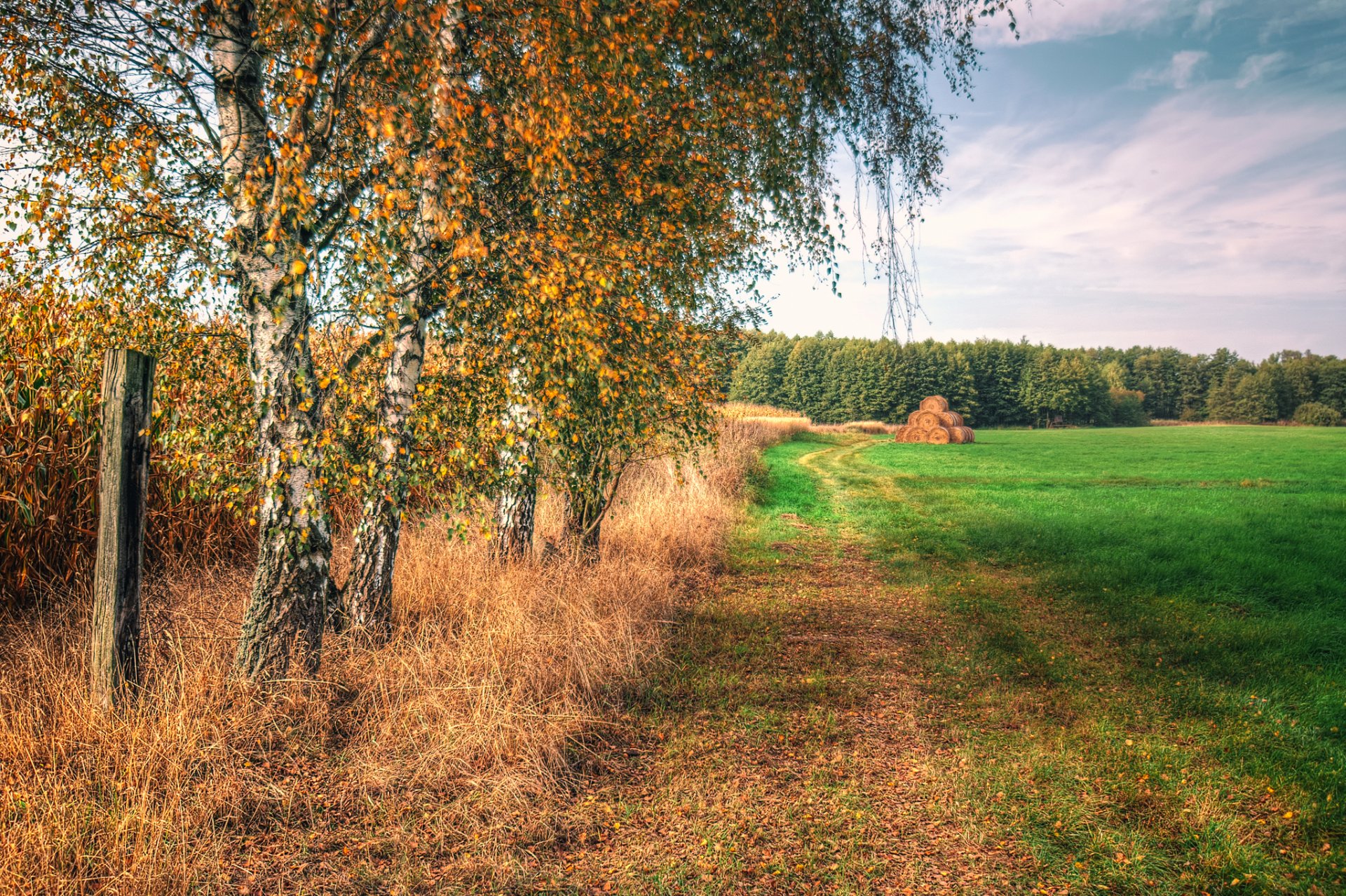 ciel champ herbe arbres bouleaux automne foin