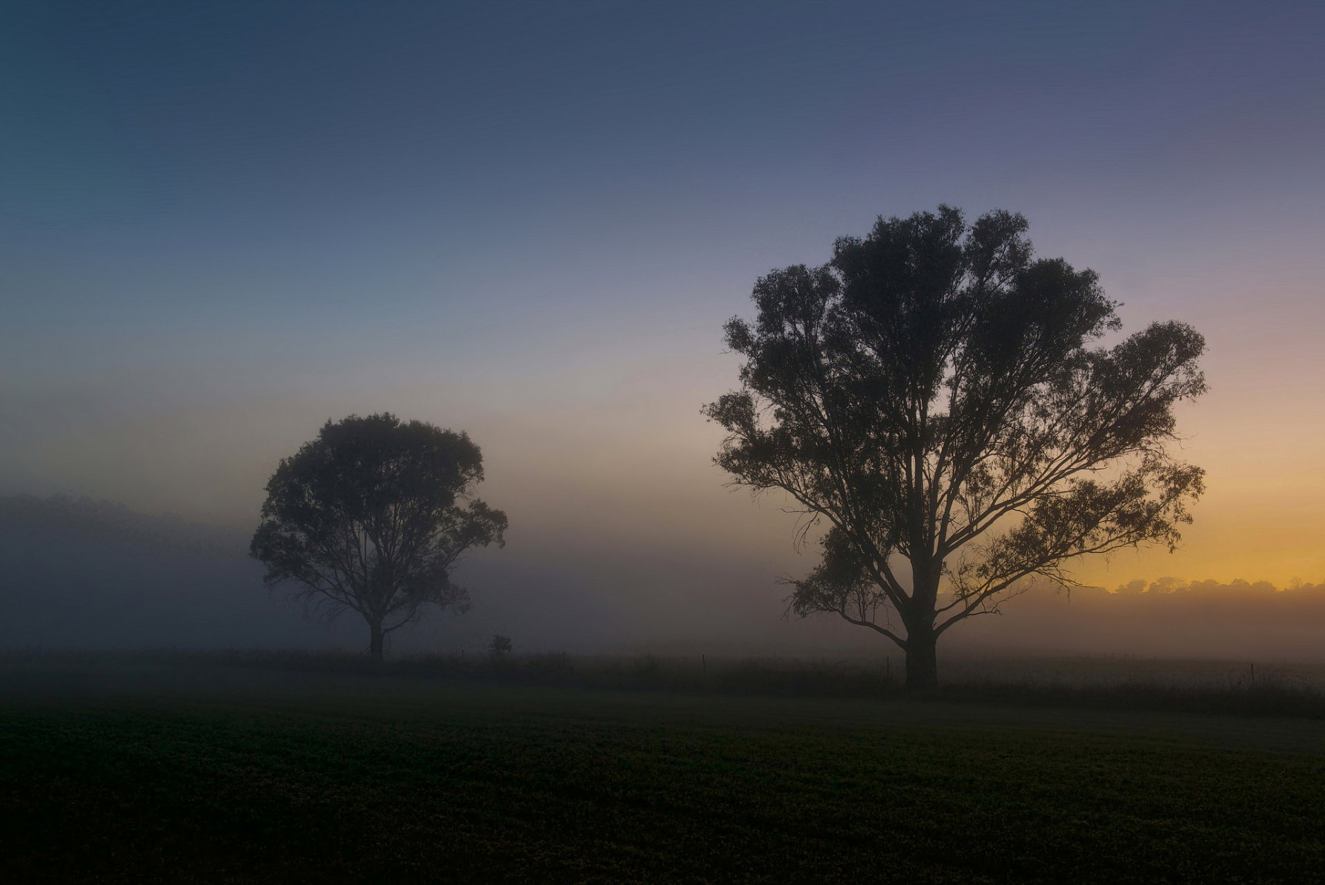 morgen morgendämmerung nebel feld bäume sommer