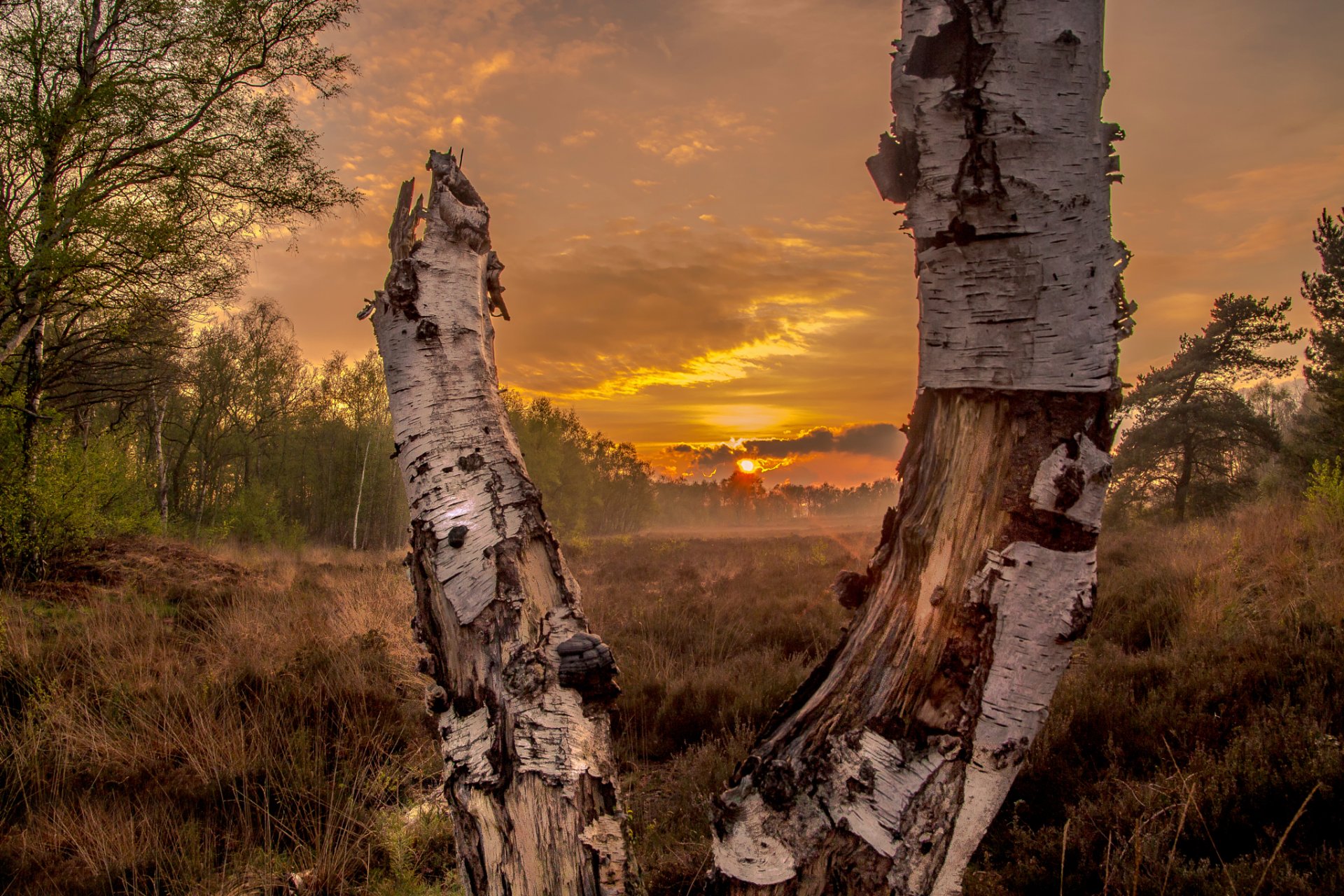 unset in the forrest forest the field sun sunset