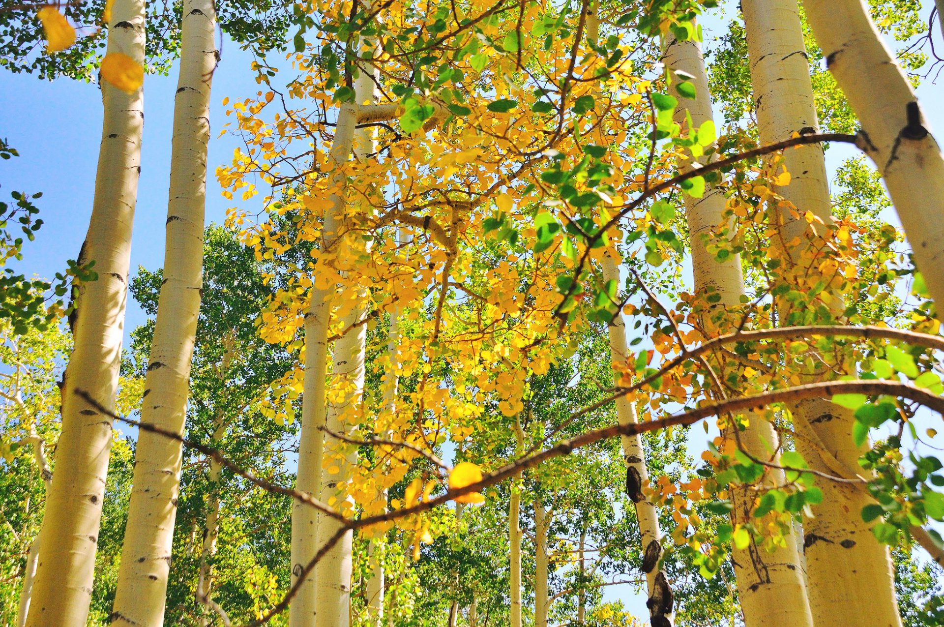 ciel arbres tronc tremble feuilles automne