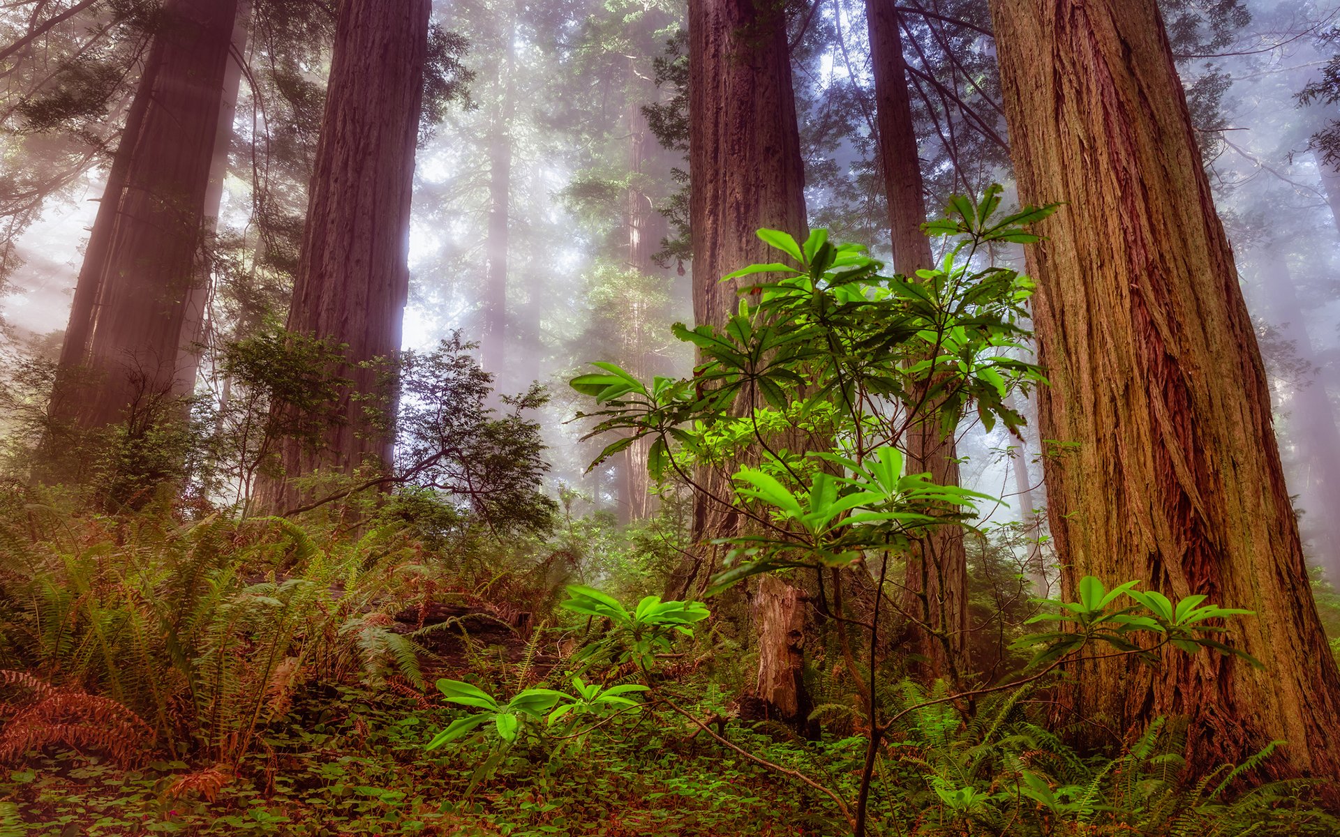 sequoia albero foresta