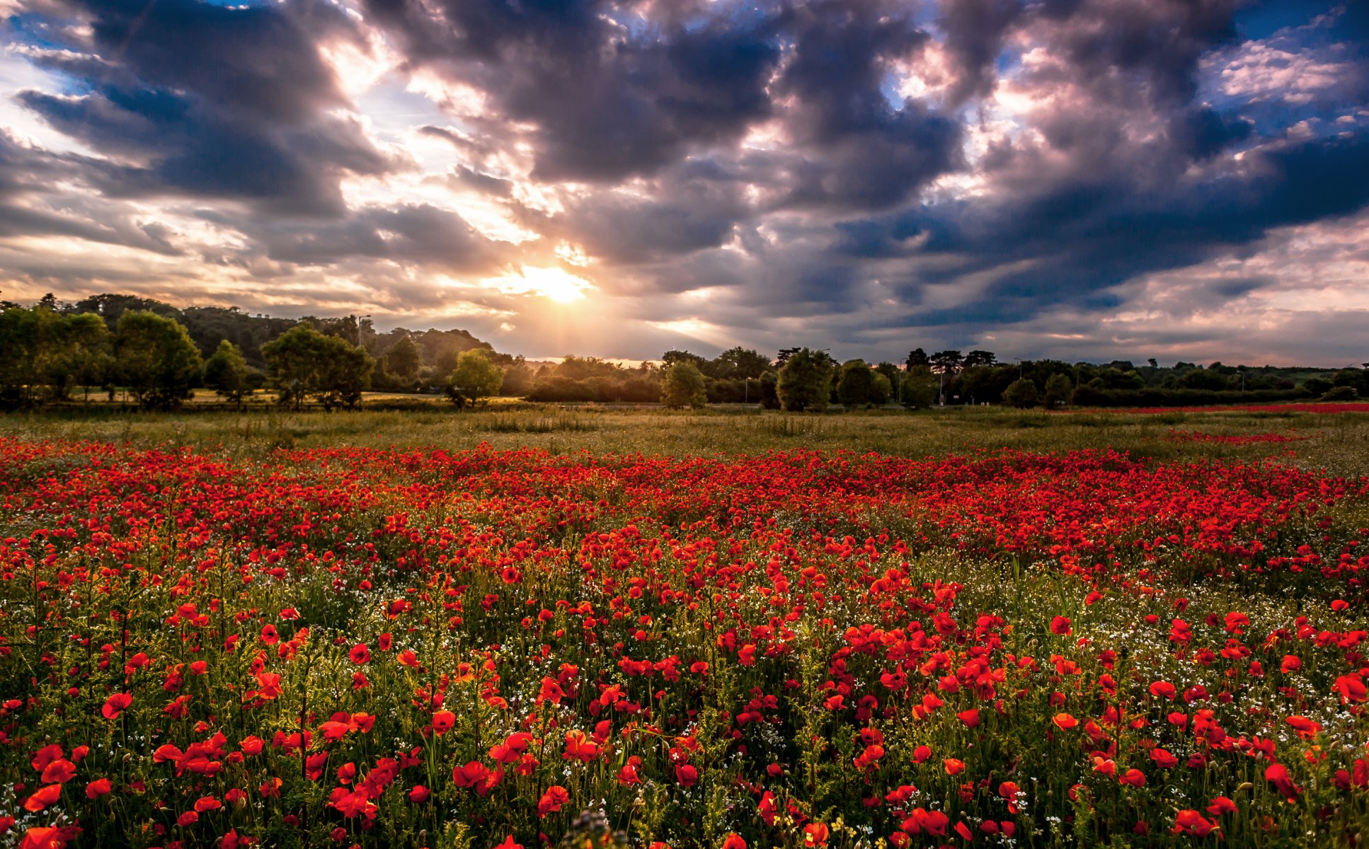 amapolas flores rojo campo árboles nubes naturaleza