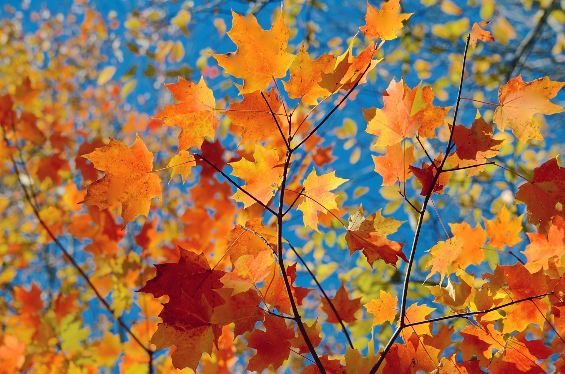 blätter natur herbst