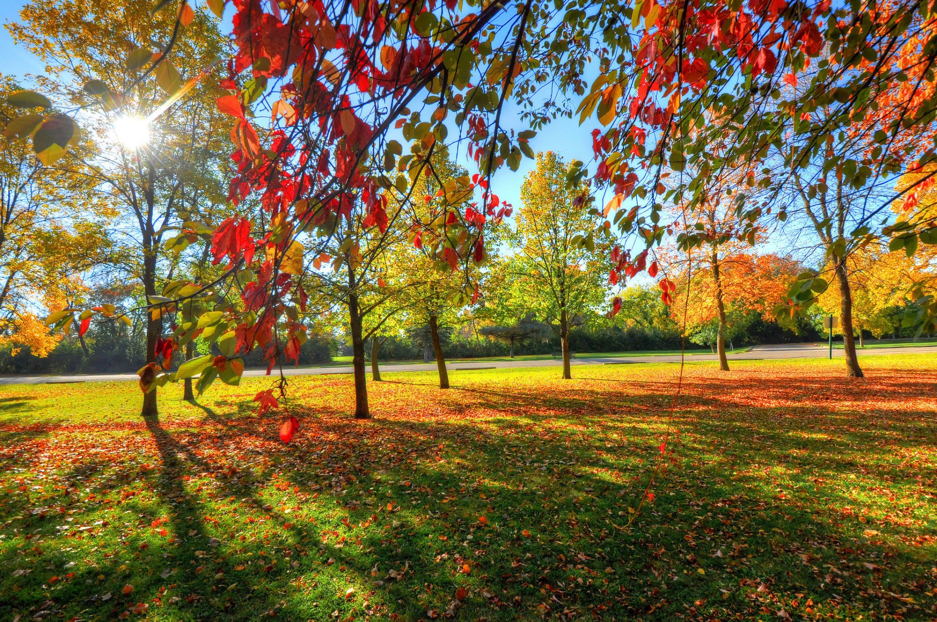 parc ciel arbres herbe feuilles automne