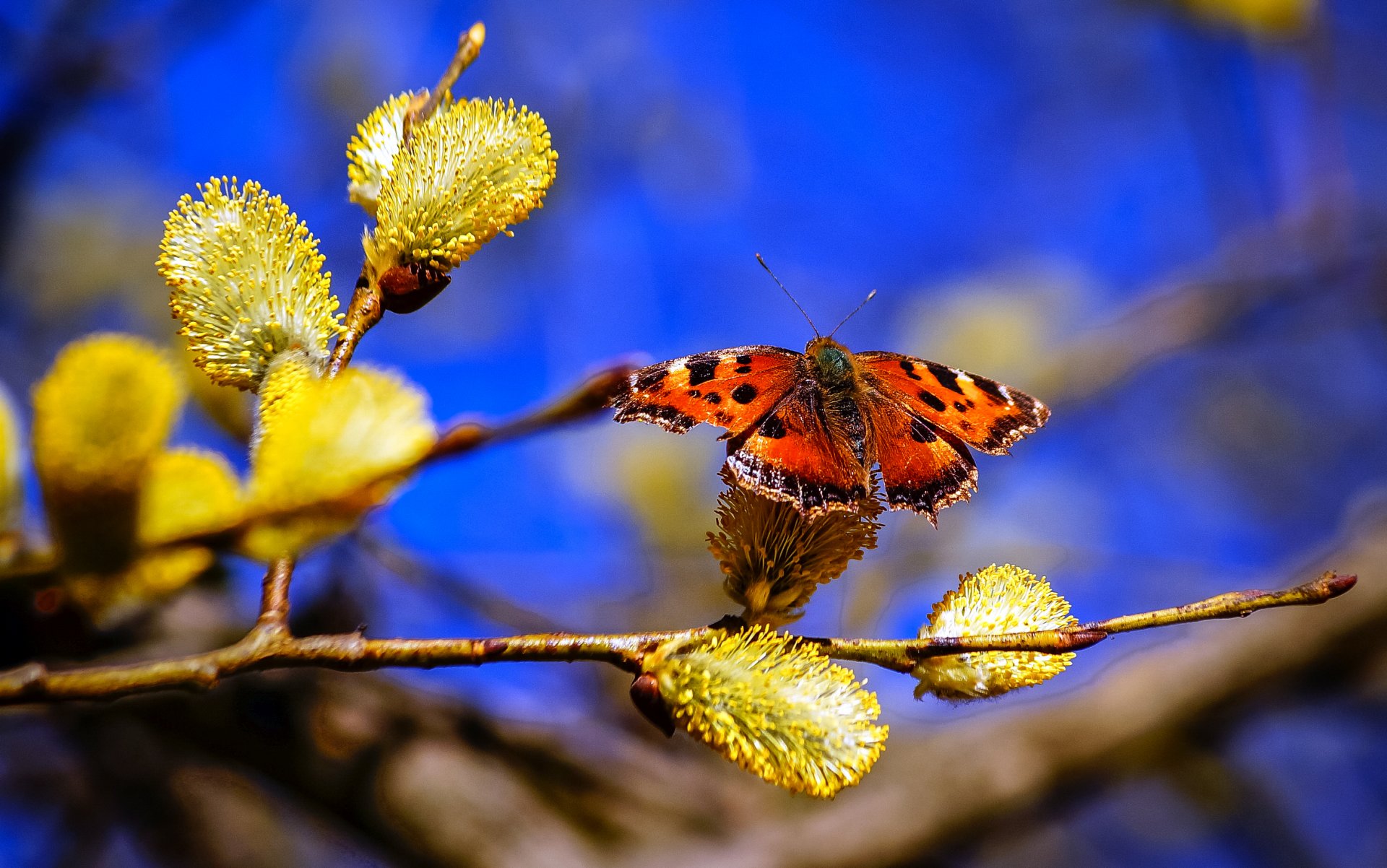 natura wiosna gałąź wierzba niebo motyl