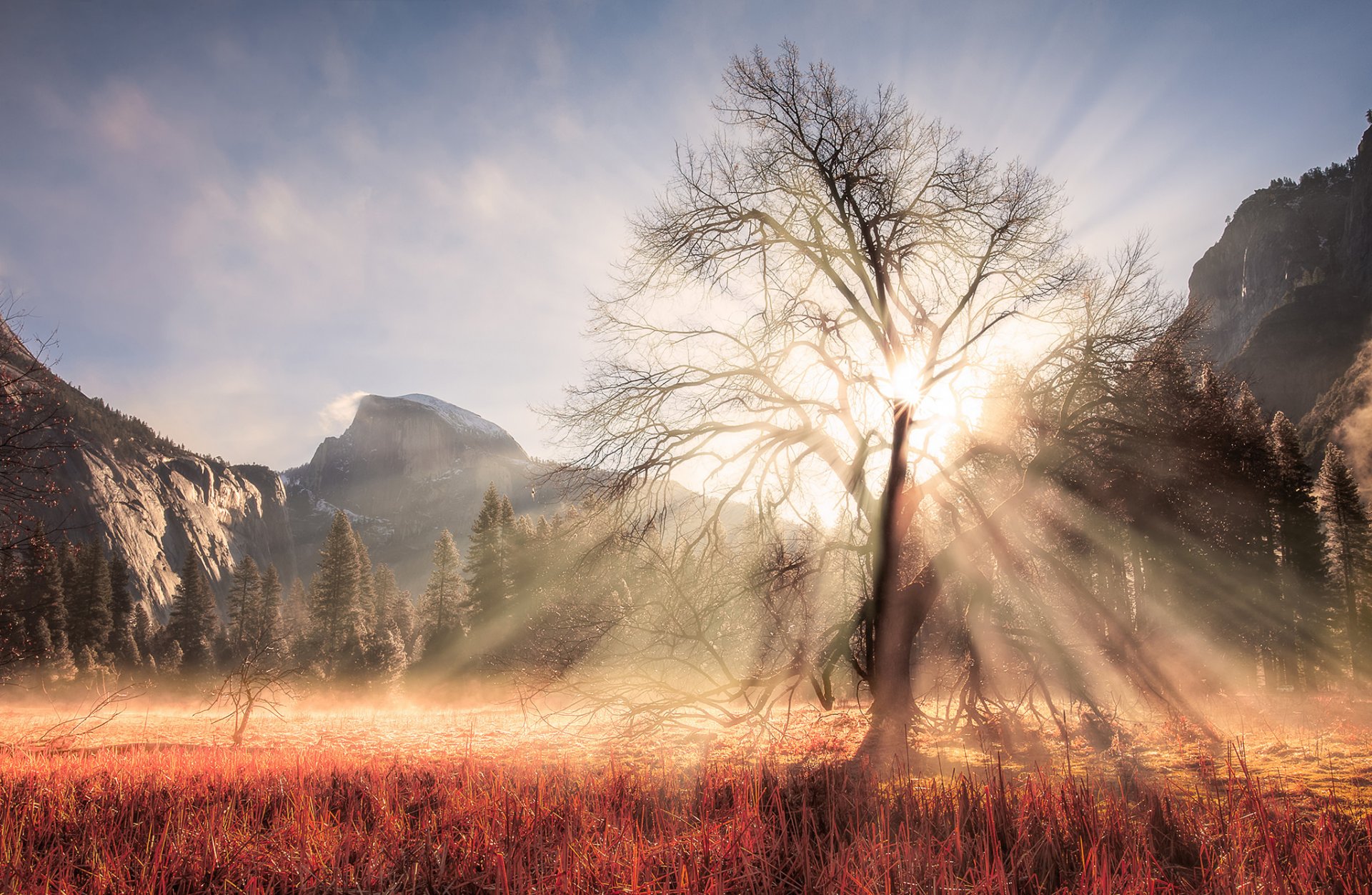 united states california yosemite national park winter february tree branches light sun rays forest mountain