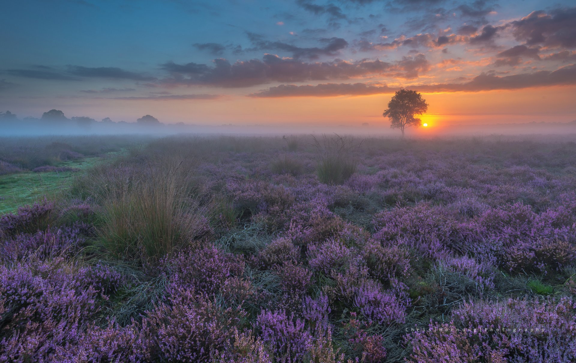 the netherlands spring night sunset the field flower haze fog