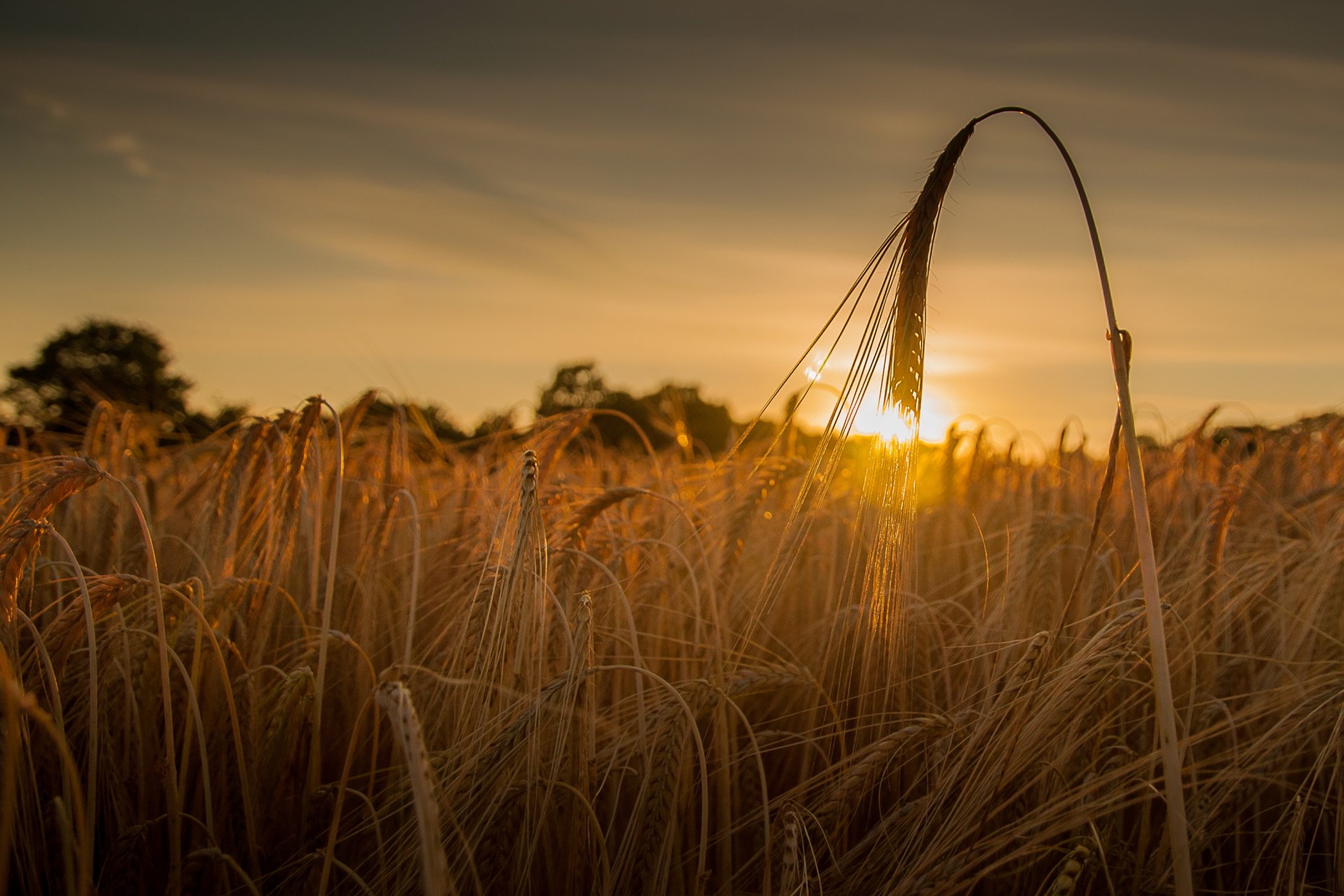 tramonto campo grano spighe spighe