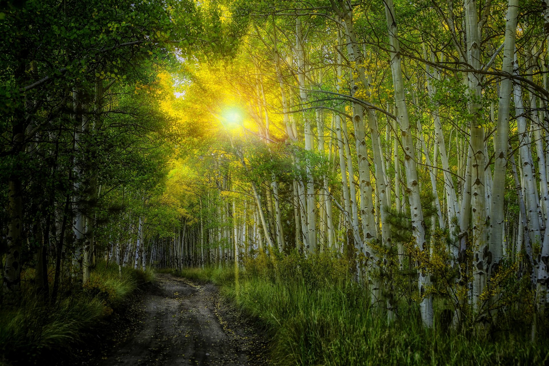 nature sunset sun rays birches forest trees leaves colorful road autumn fall colors walk