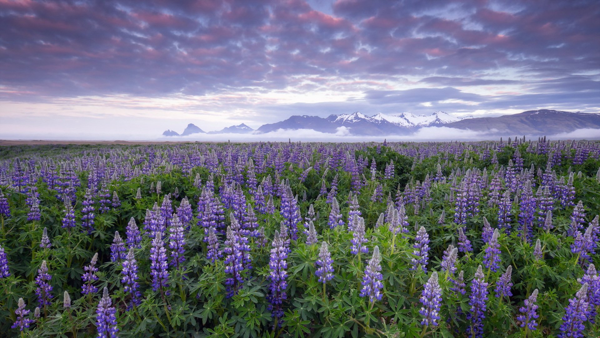 lupines iceland flower