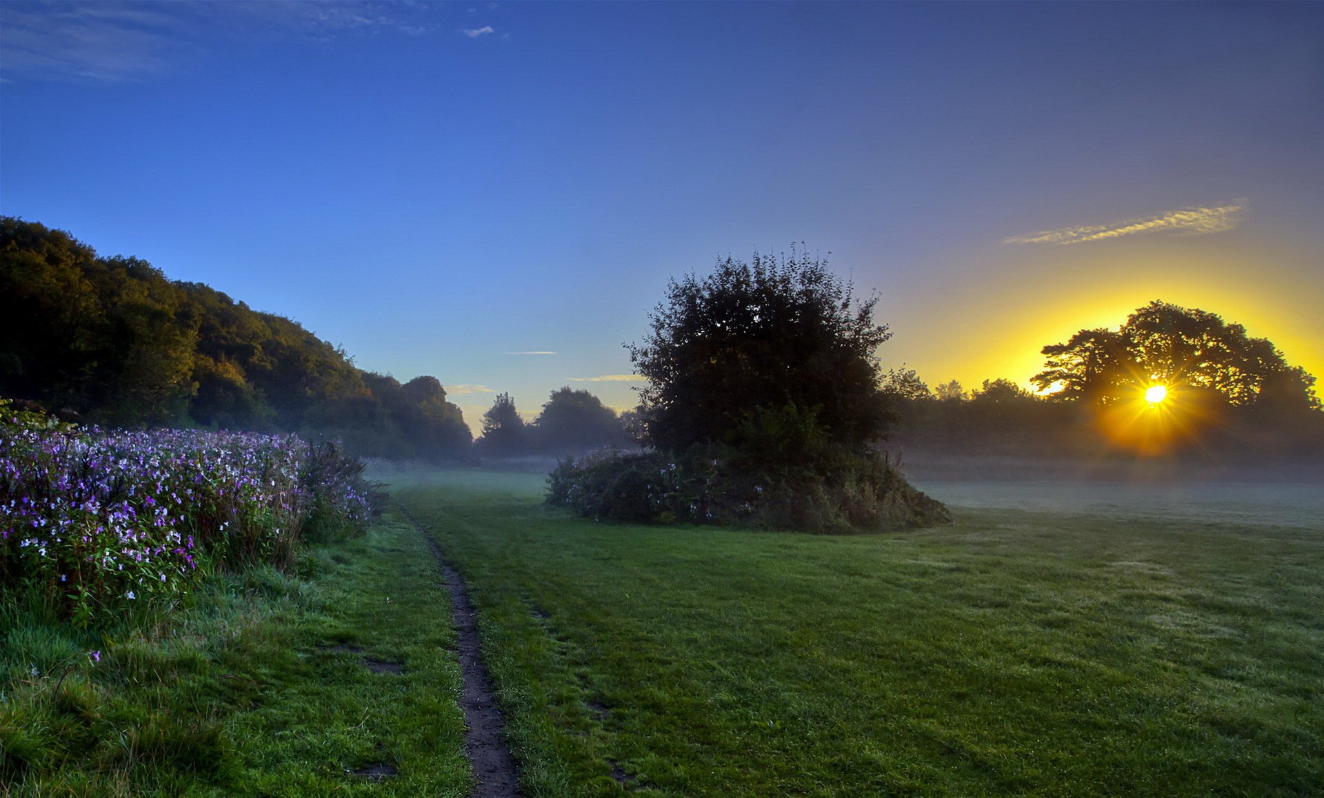 matin brouillard nature paysage