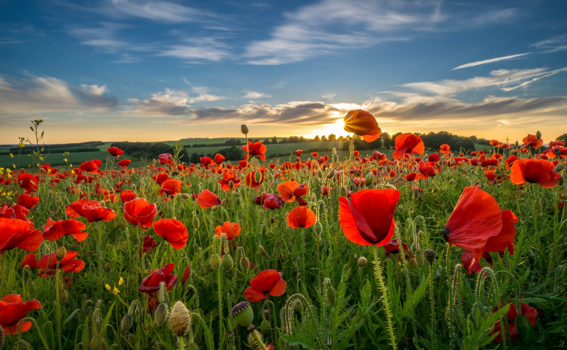 cielo nubes tarde colinas campo prado flores amapolas