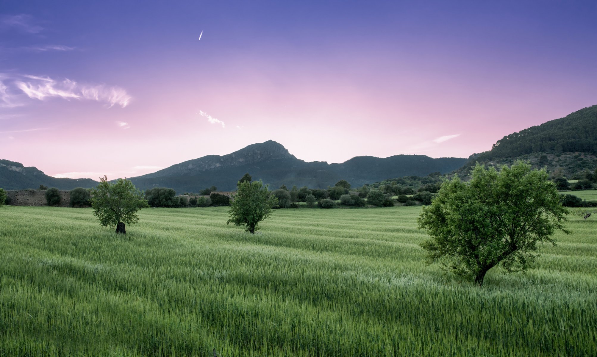 mountain tree the field grass pink lilac sky cloud