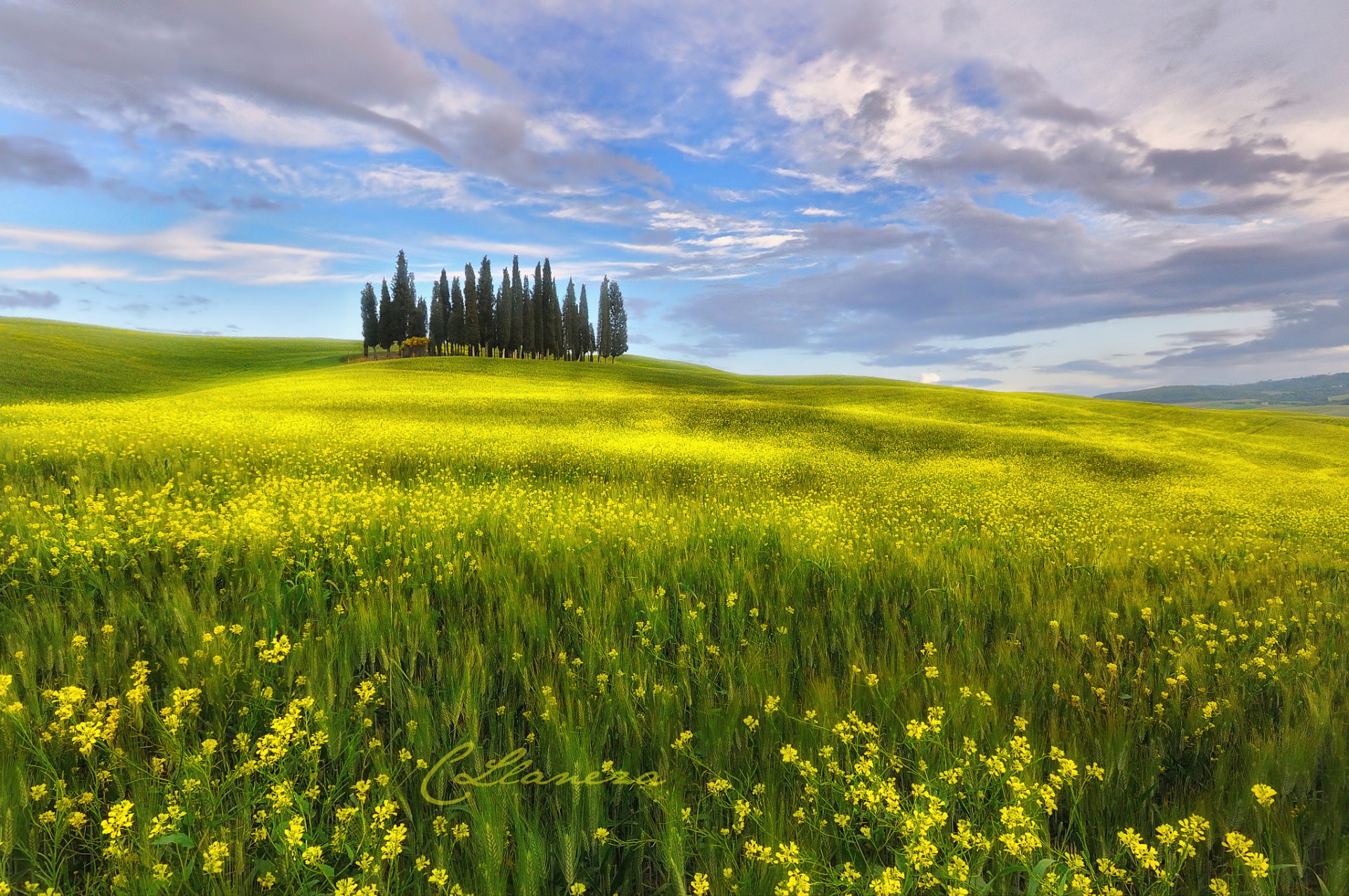 italie toscane printemps mai ciel nuages champ fleurs colza