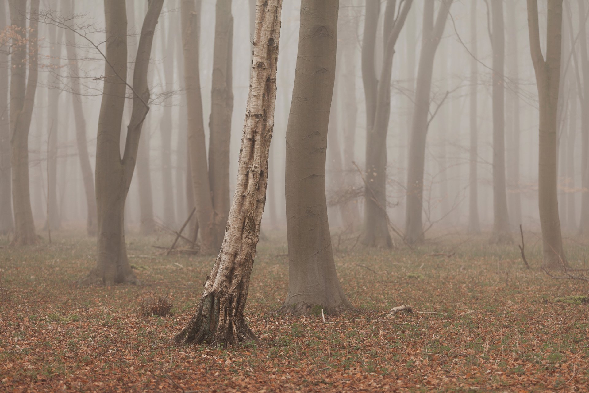 foresta alberi nebbia