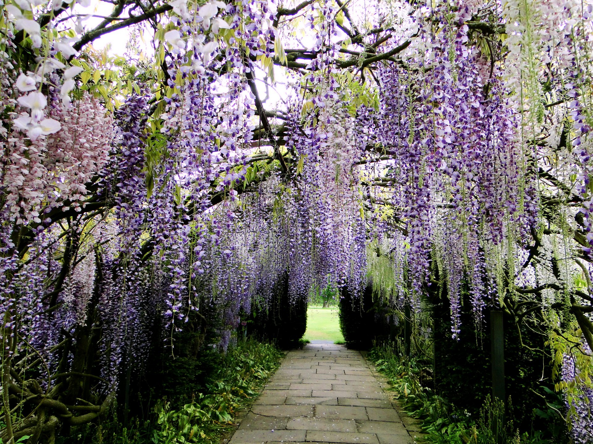 japan park kawachi fuji garden alley track glycine wisteria