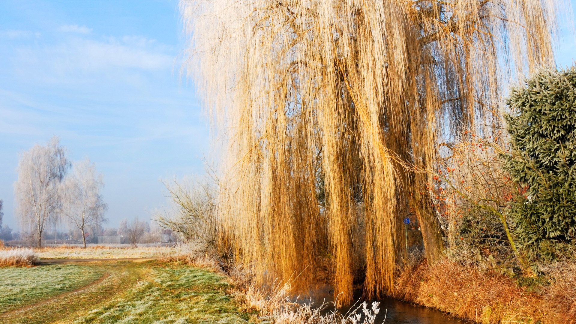 autumn frost sky grass willow