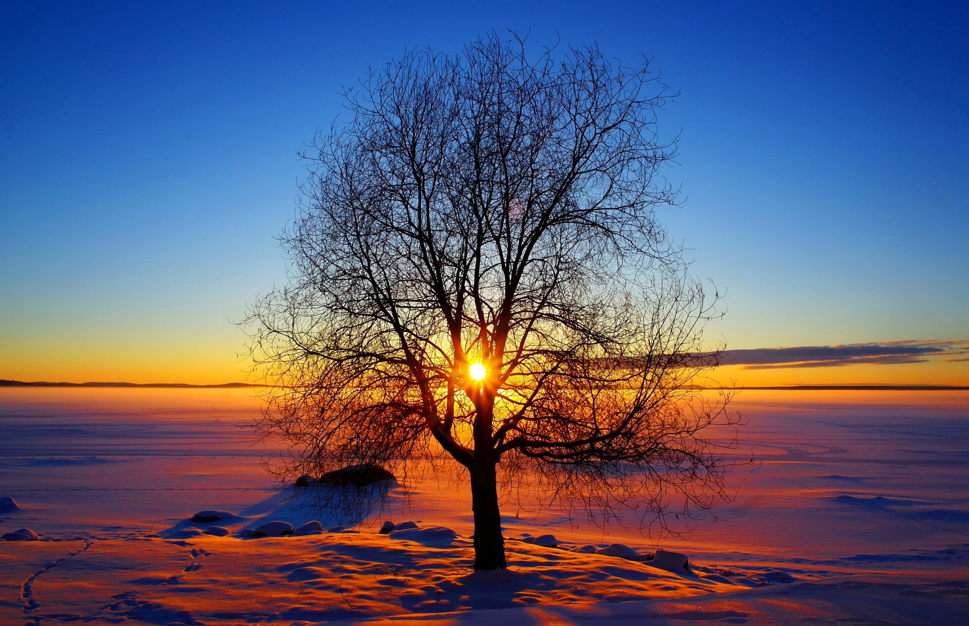 cielo sole inverno tramonto albero neve