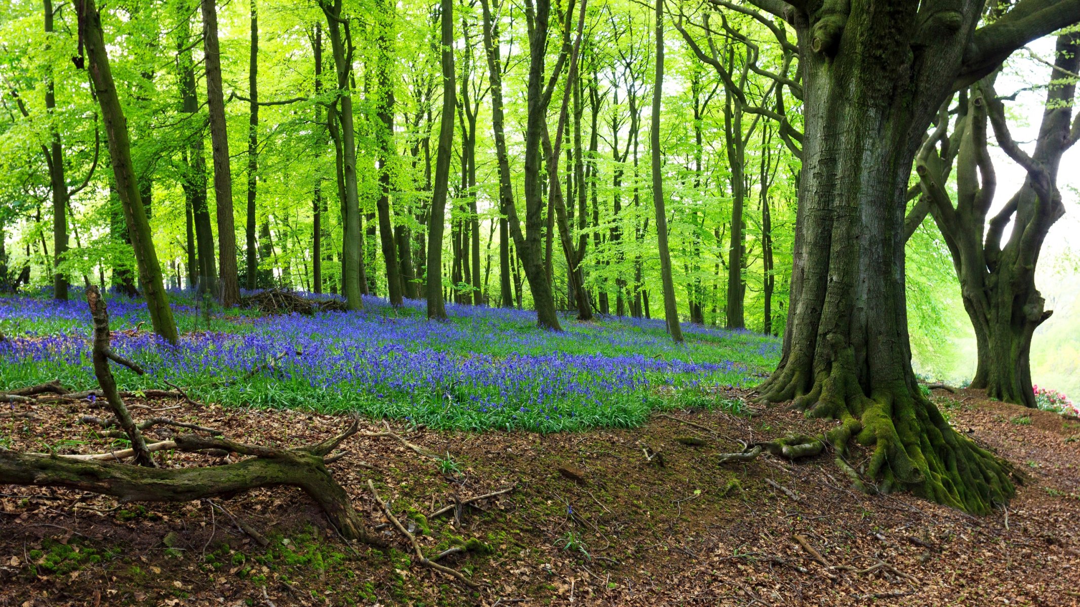 forest tree grass flower spring