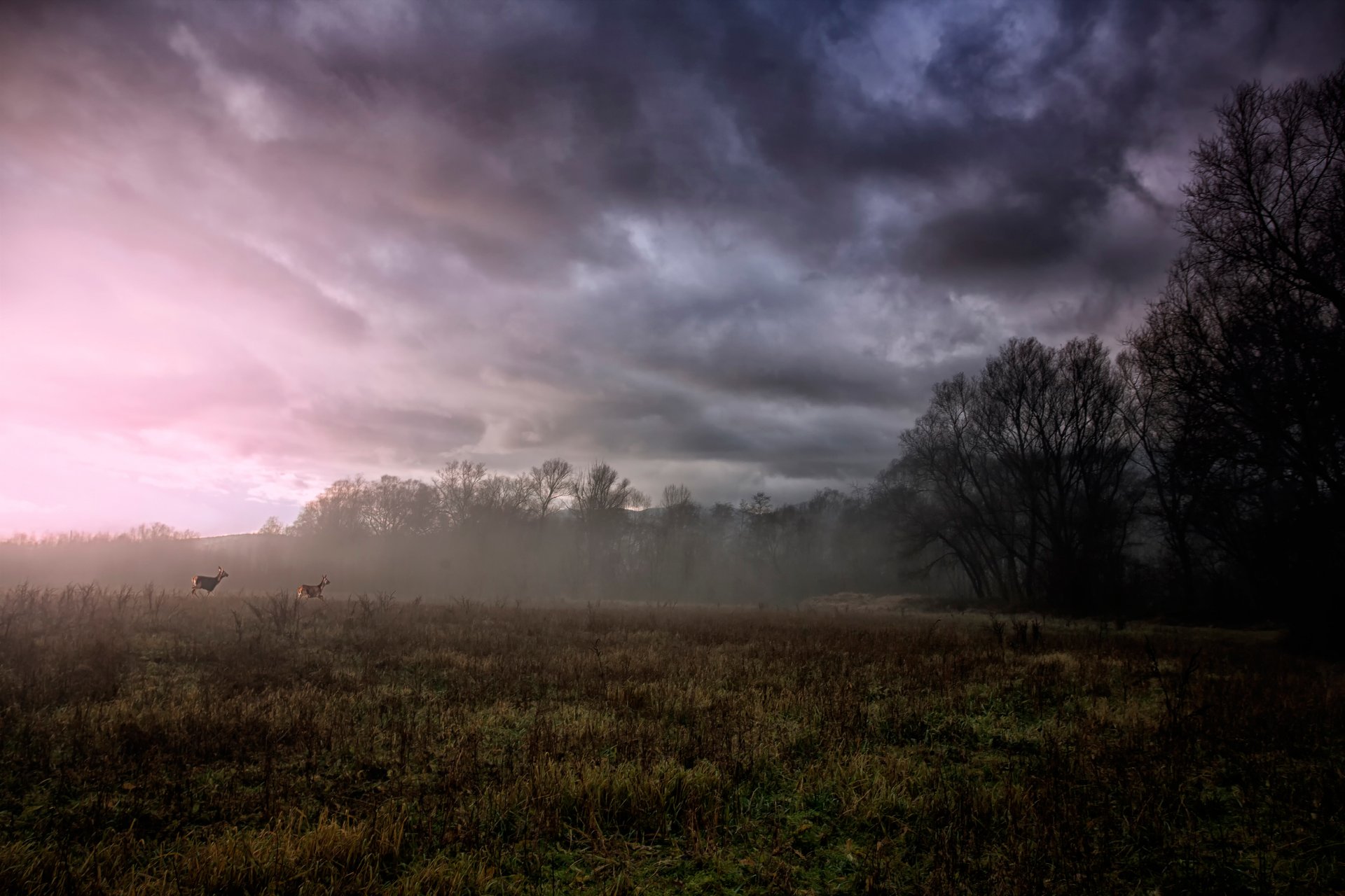 champ brouillard arbres nuages