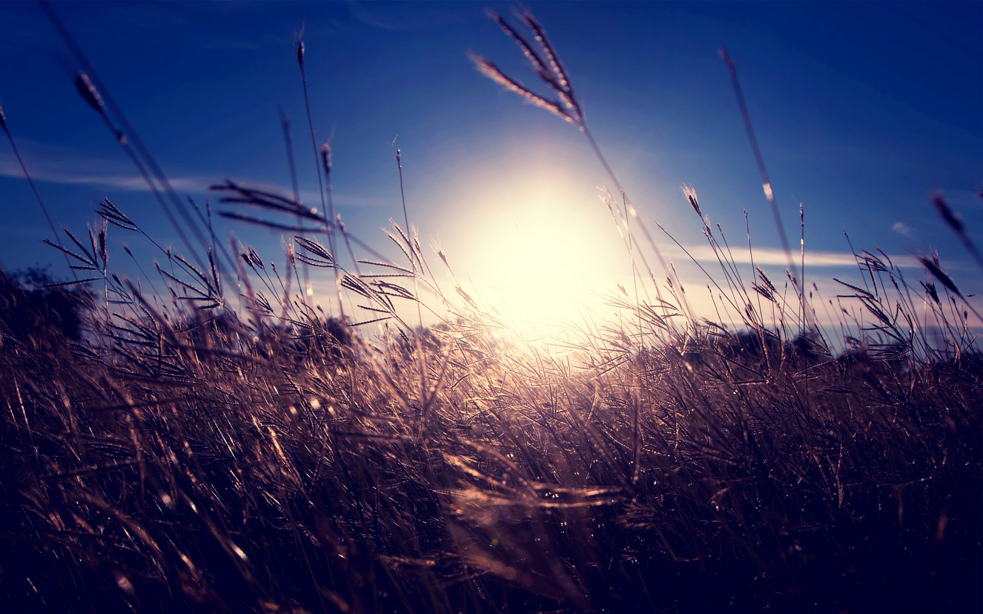 sonnenuntergang sonne gras trocken ährchen himmel