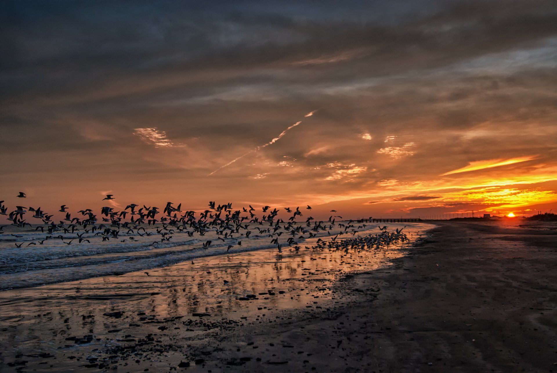 california sunset gulls beach ocean