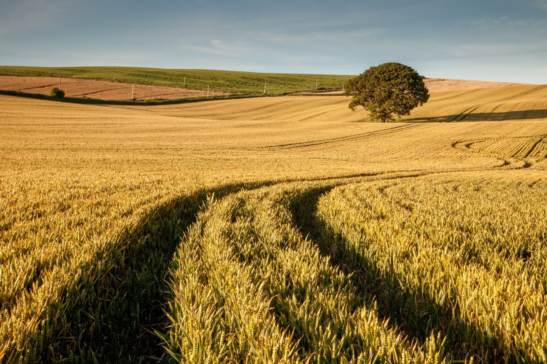 campo grano legno