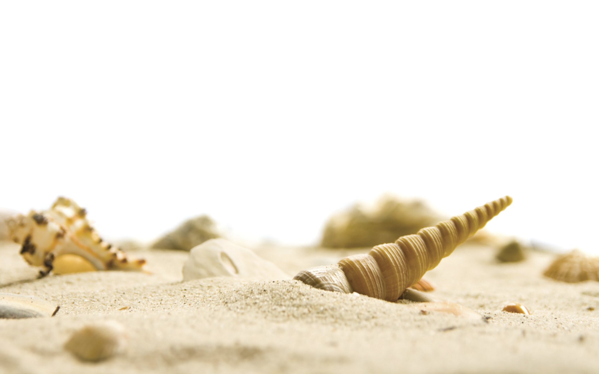 beach sand sea nature shells sky white