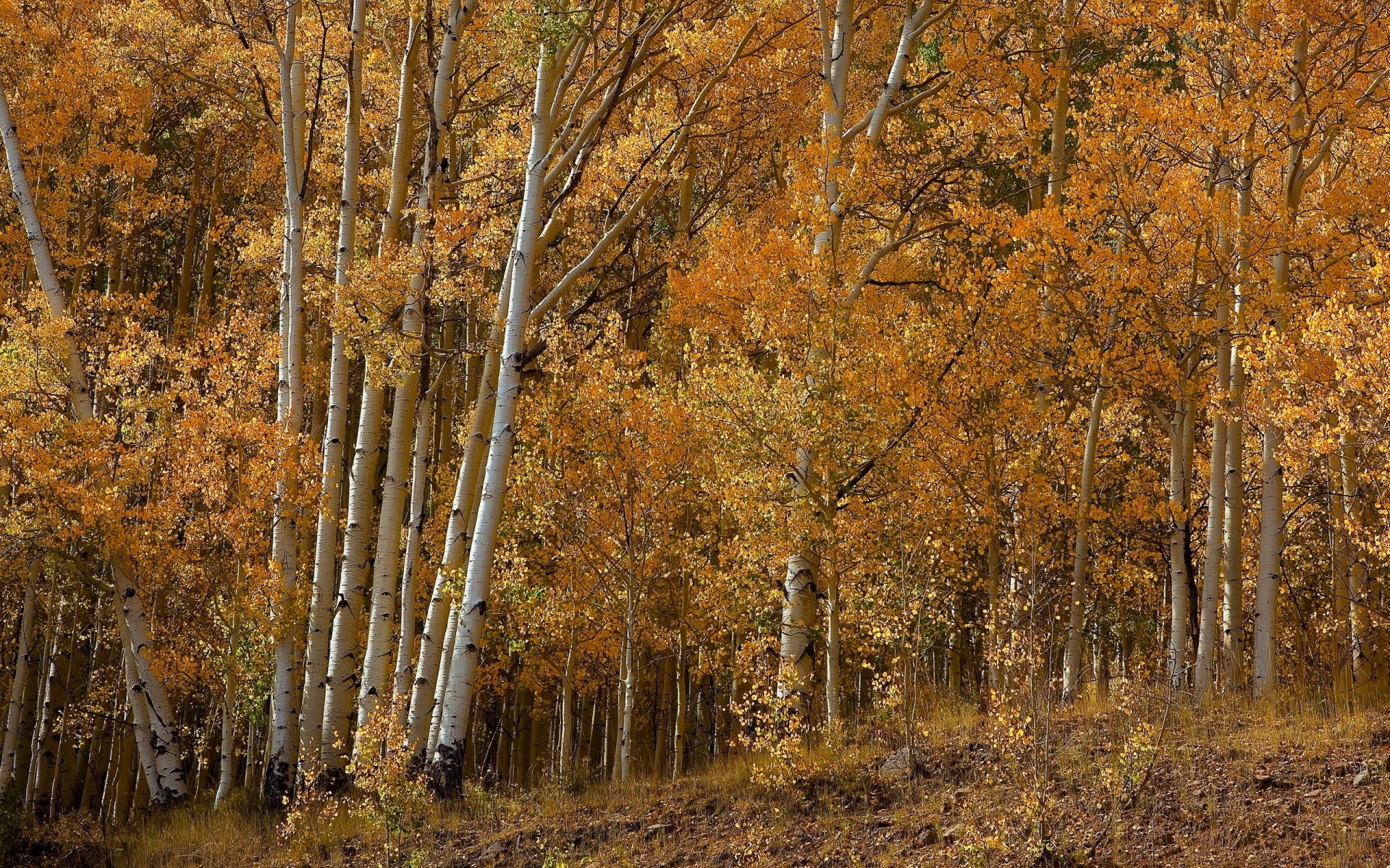 wald hain herbst bäume blätter espe birke