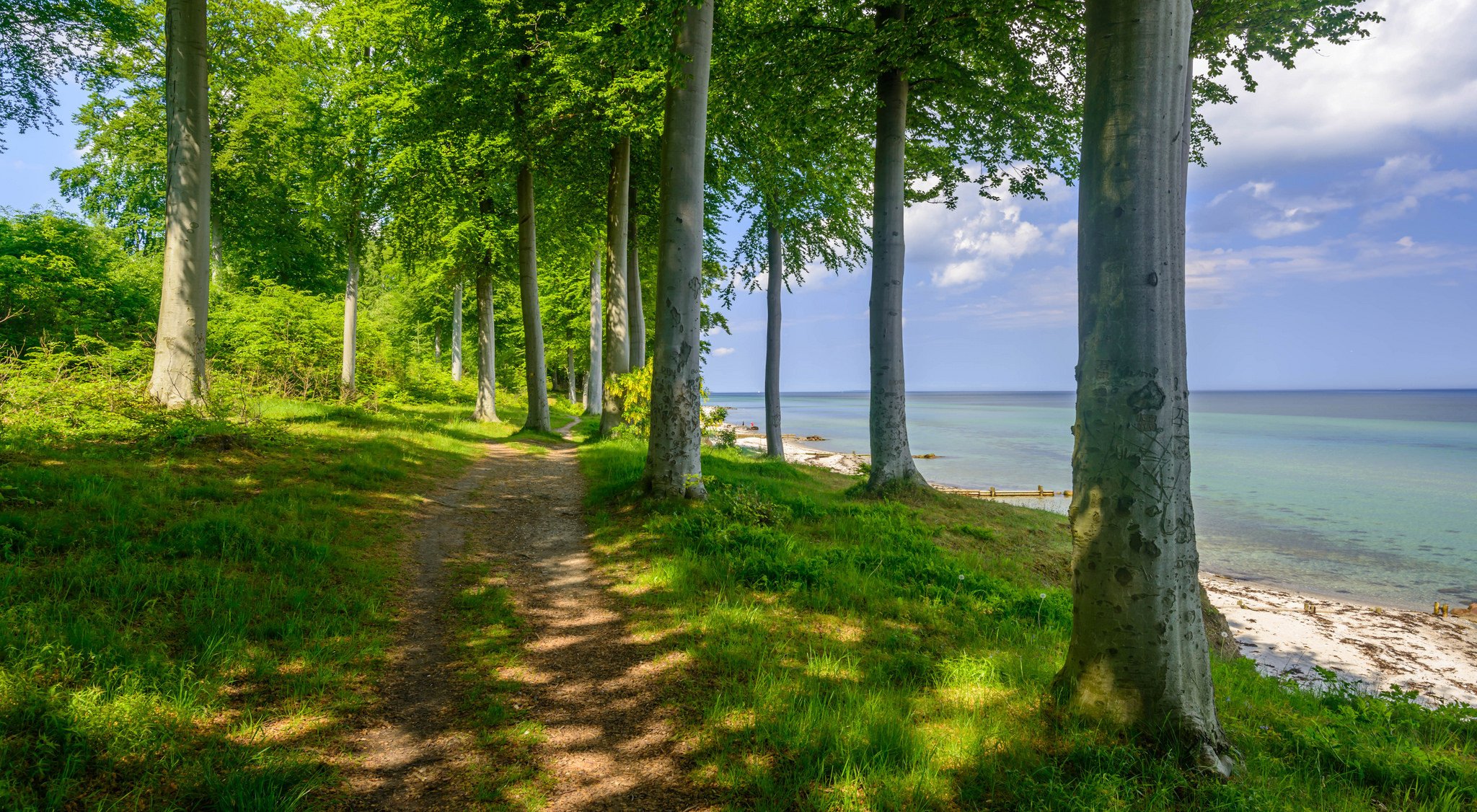 forest tree path beach lake