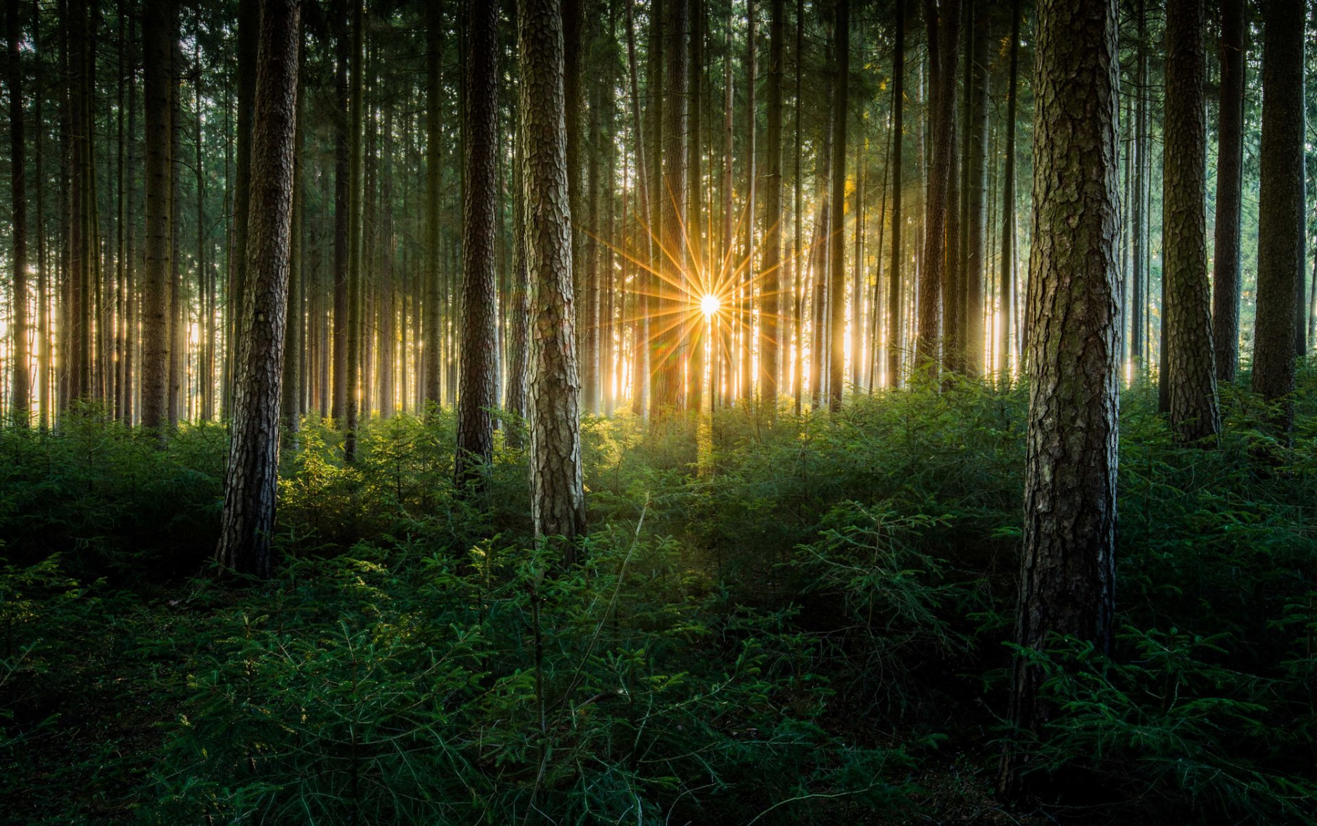 natur wald bäume sonne strahlen licht