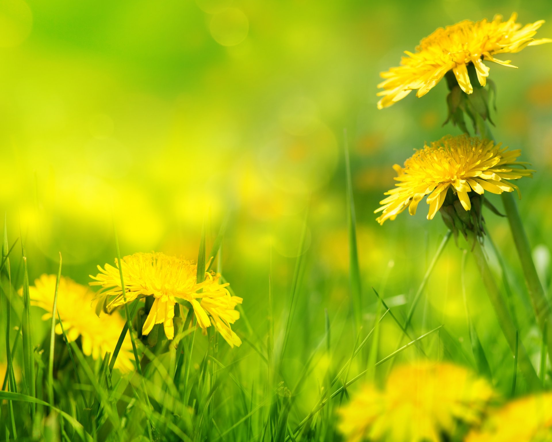 nature grass dandelions grass dandelion