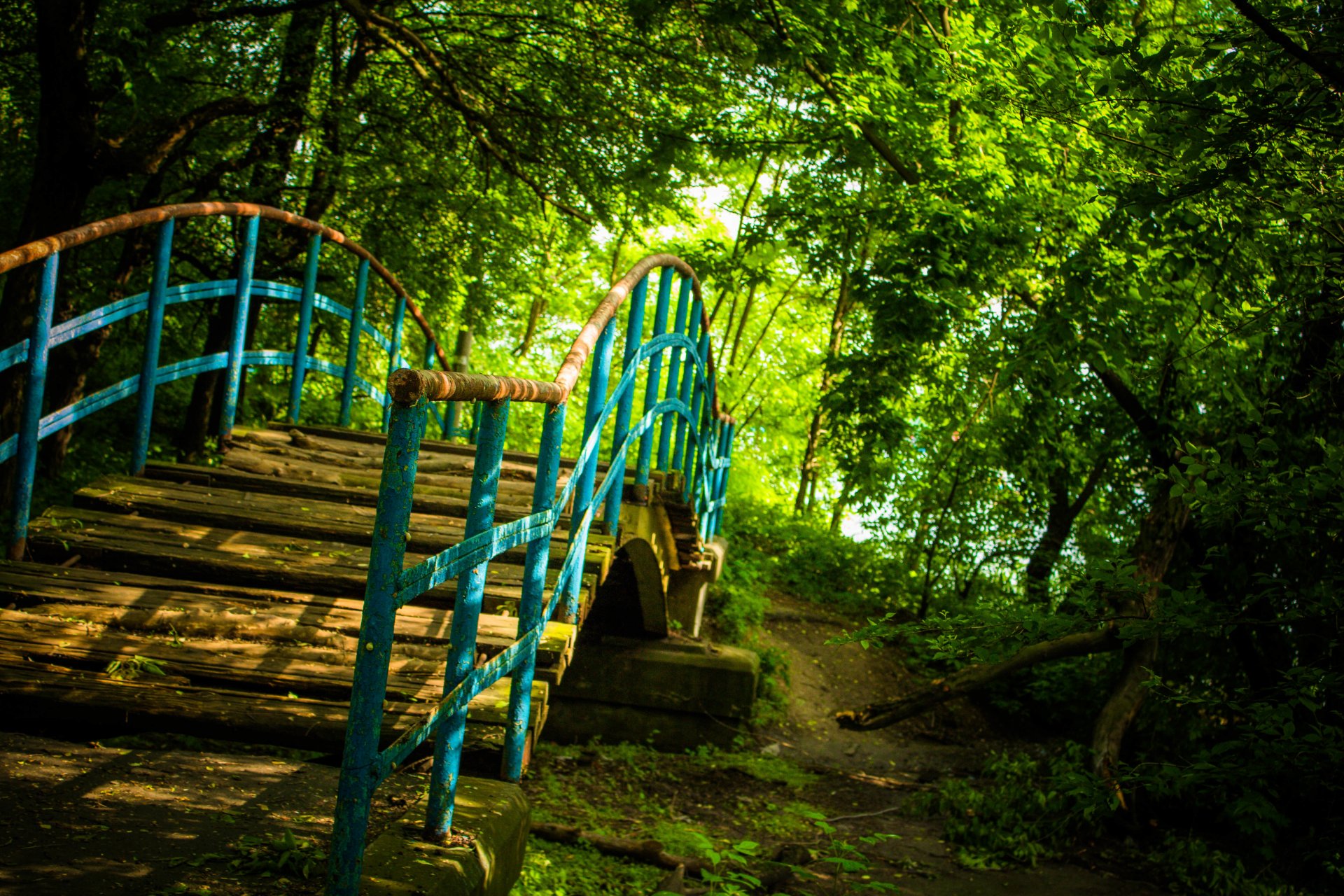 brücke natur wald