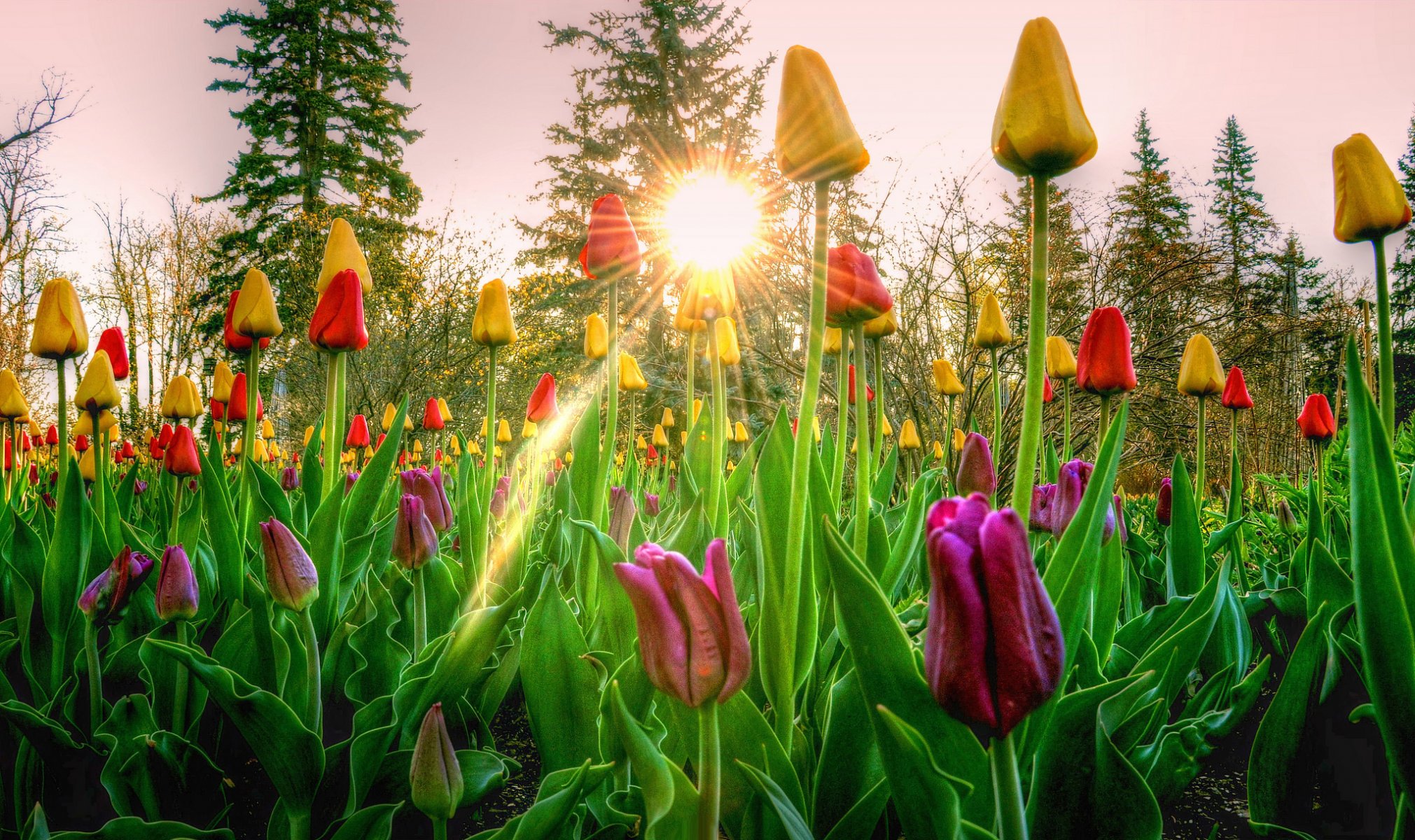 cielo árboles rayos sol puesta de sol flores tulipanes