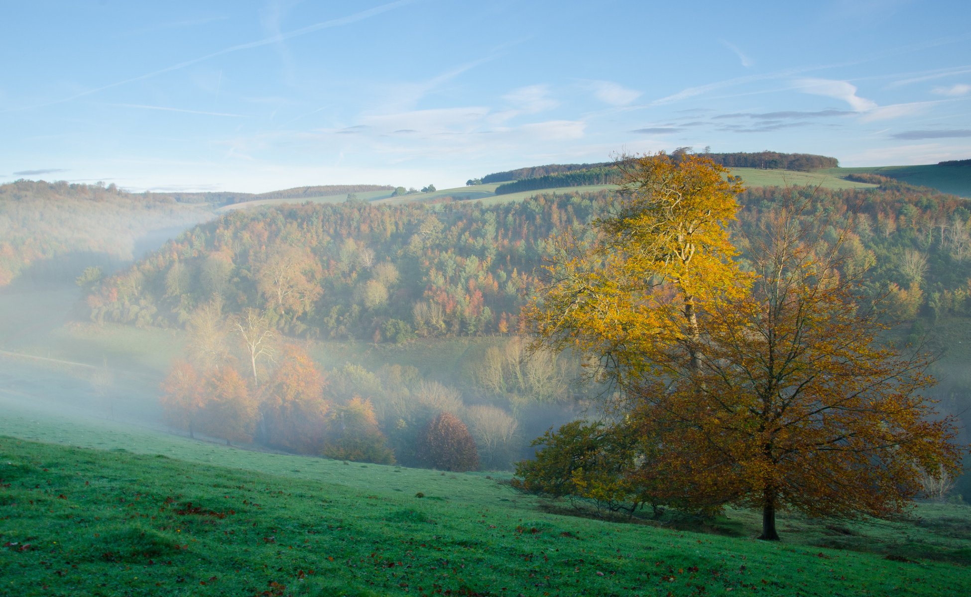 ky morning fog mountain forest grass slope autumn