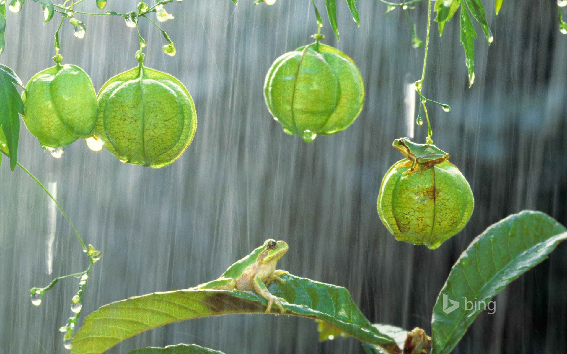 japanischer laubfrosch pflanze regen blätter