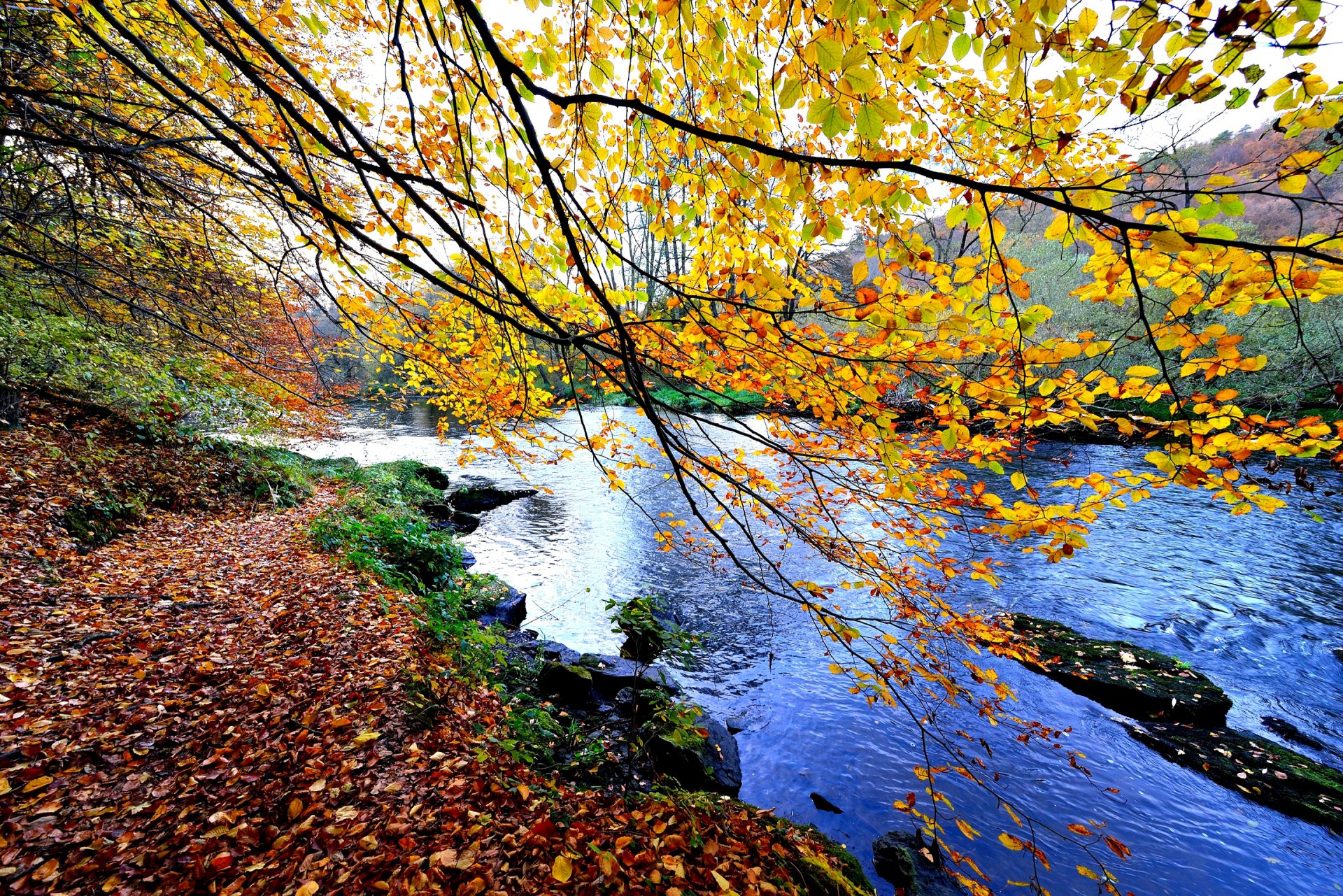 ky mountain river stones tree autumn