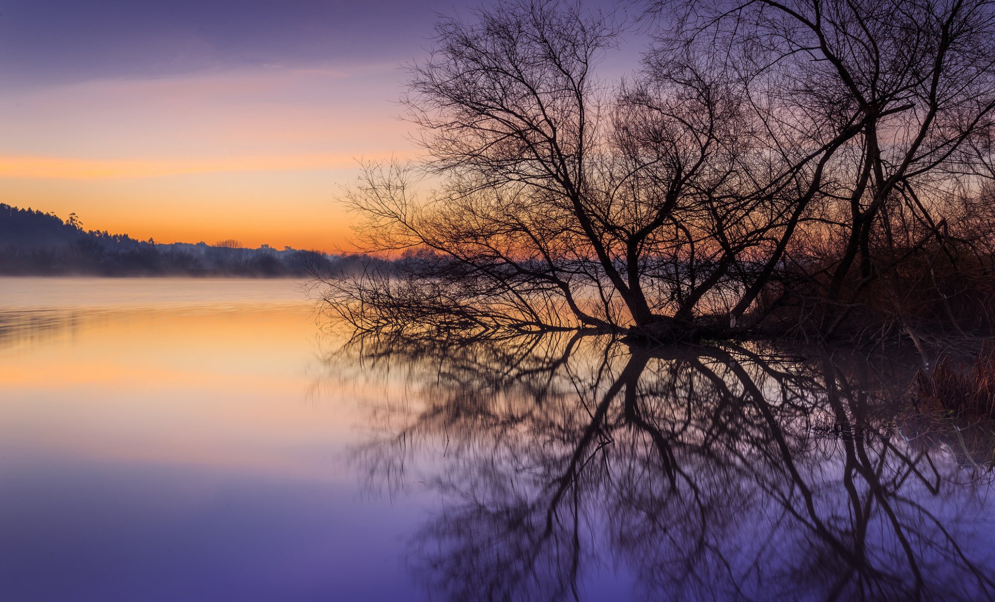 mattina alba nebbia fiume riva foresta alberi riflessione