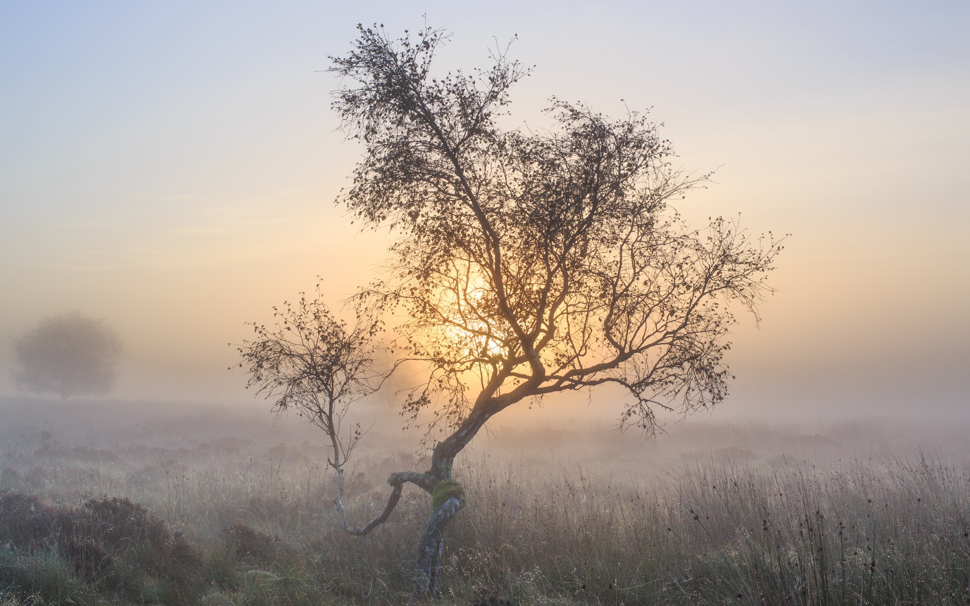 mañana niebla árbol