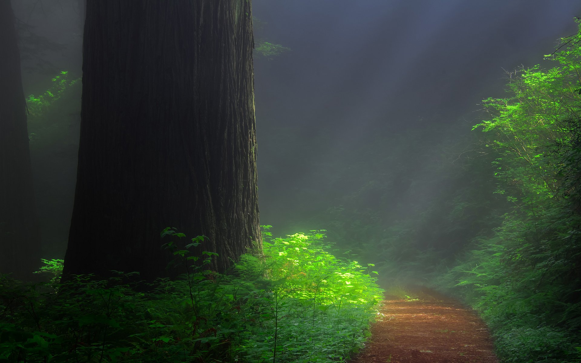 bosque pista árbol secuoya