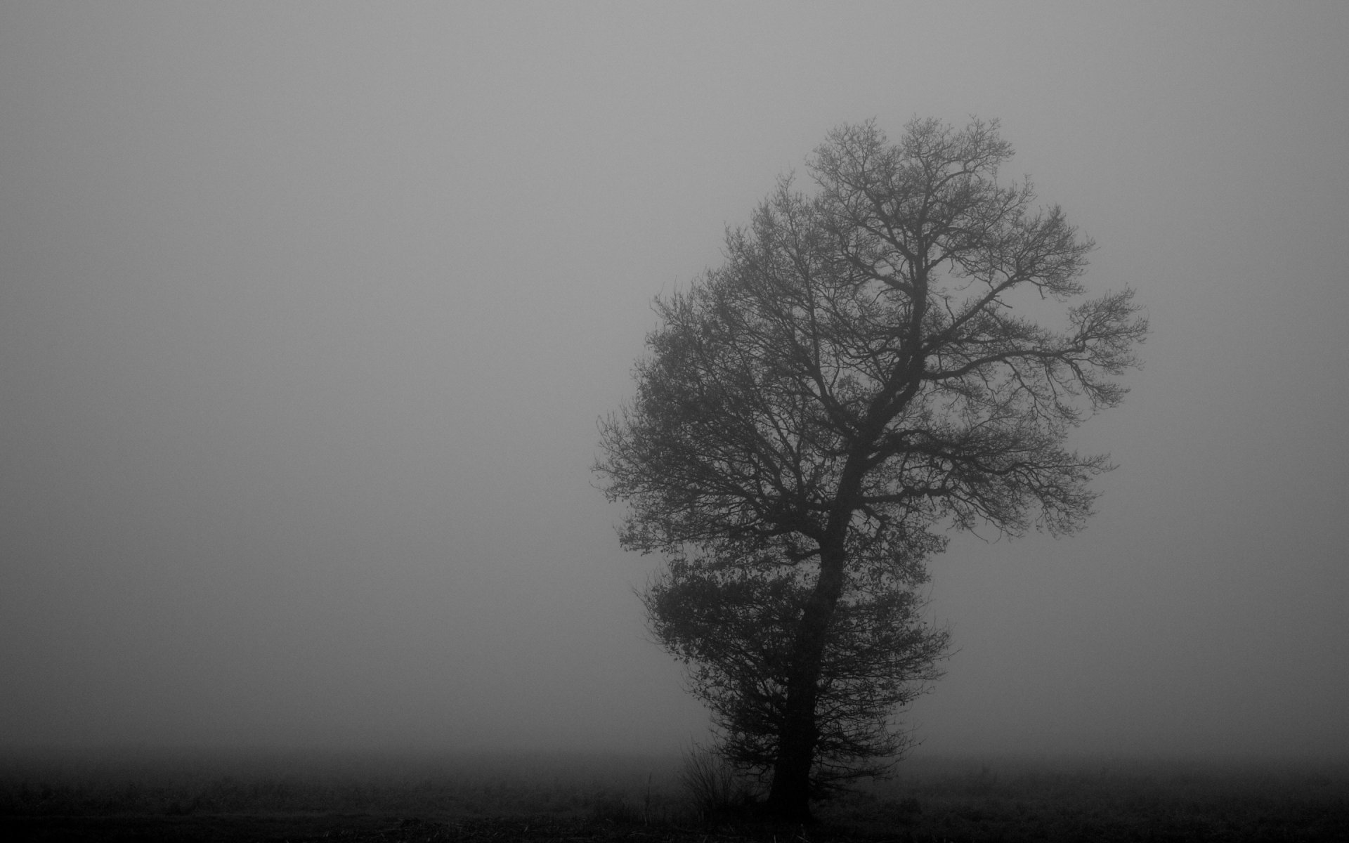 brouillard bois monochrome noir et blanc