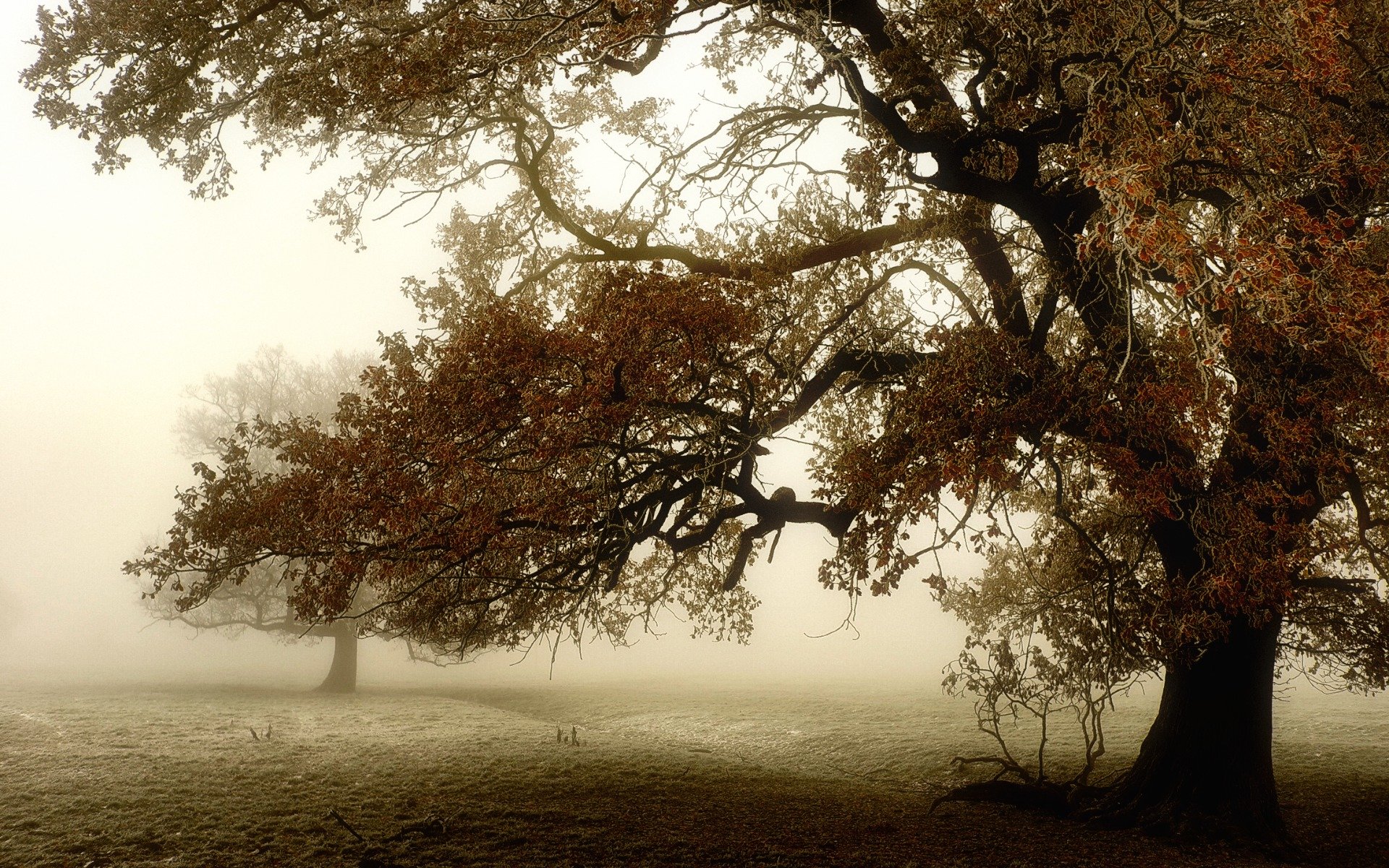 arbre champ brouillard