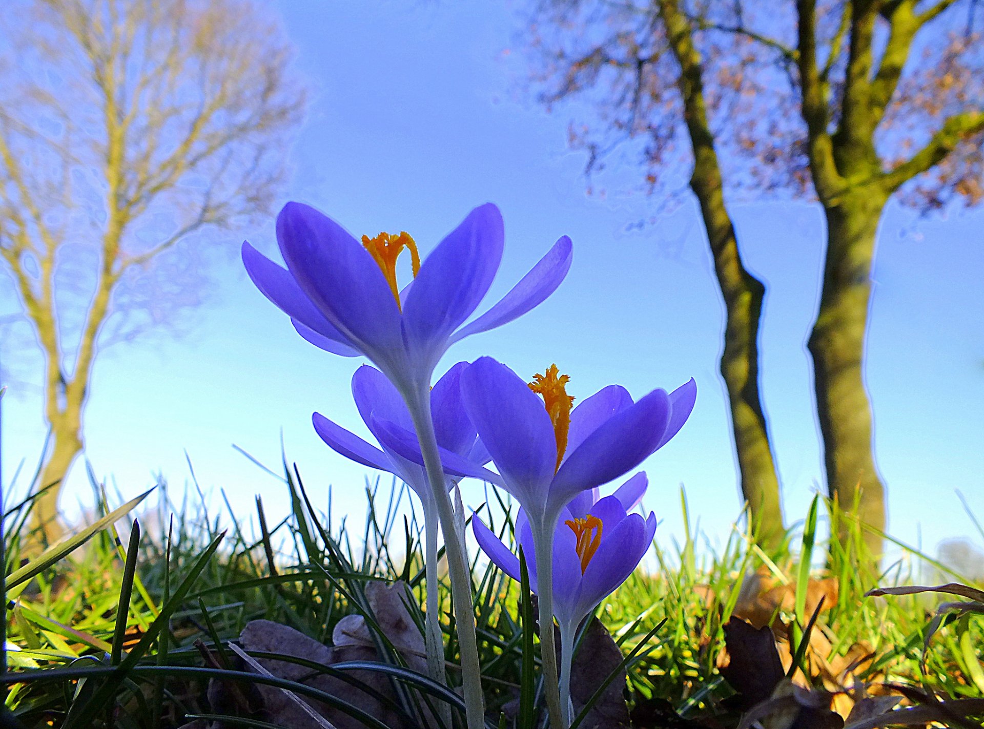 ciel arbres herbe fleurs crocus