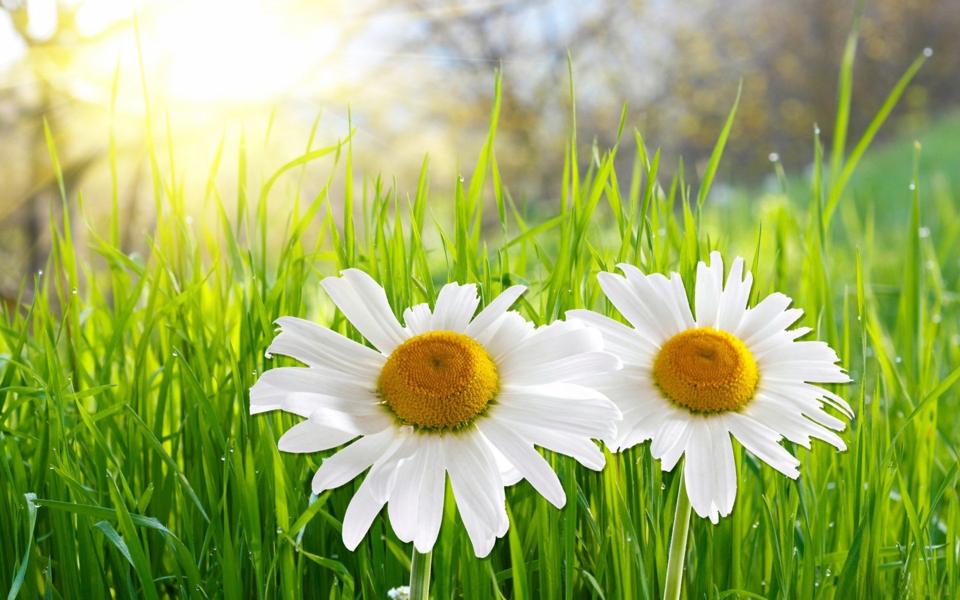 blumen gänseblümchen gras licht himmel sommer