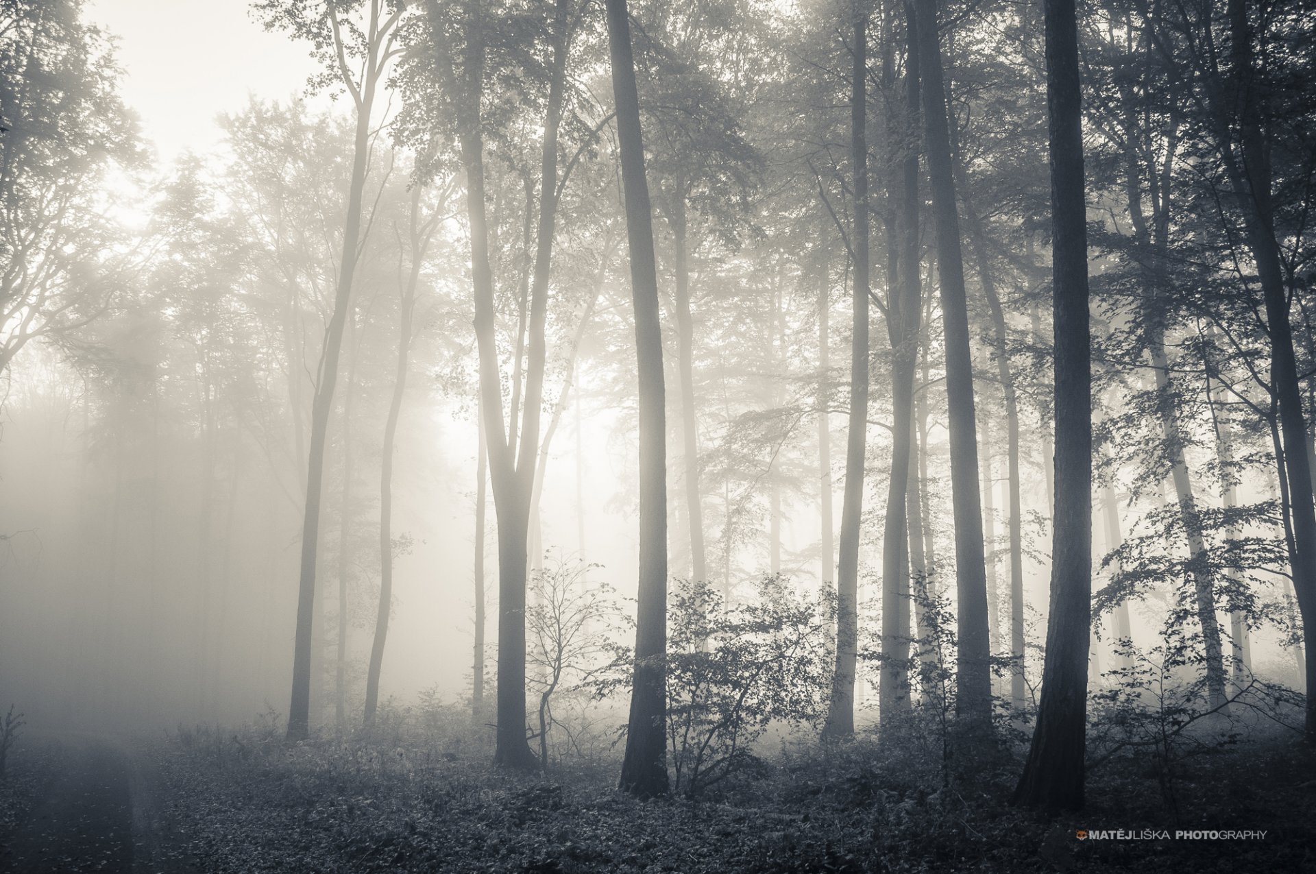 foresta alberi bw nebbia autunno