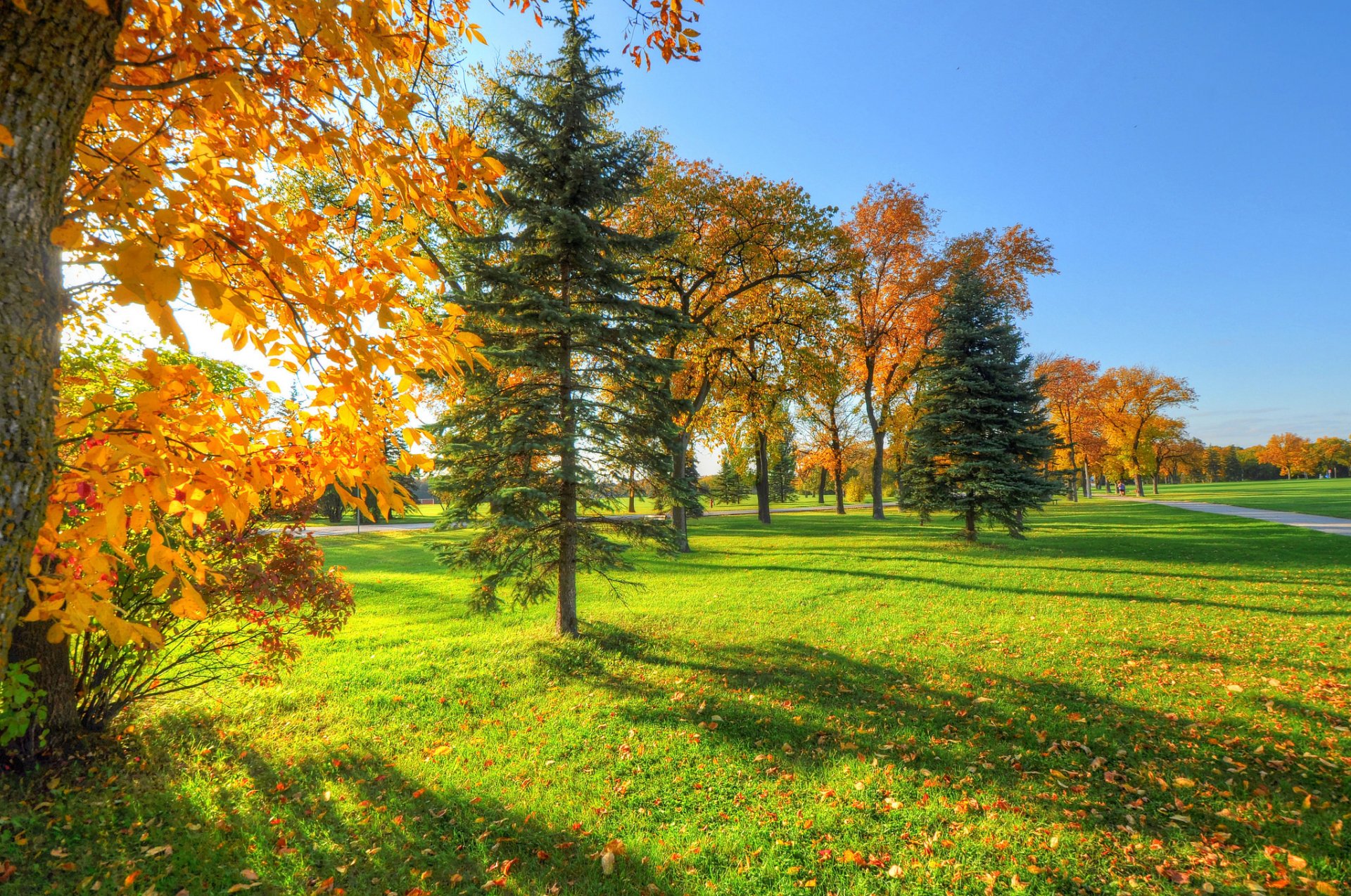 ciel parc passerelle arbres herbe feuilles automne