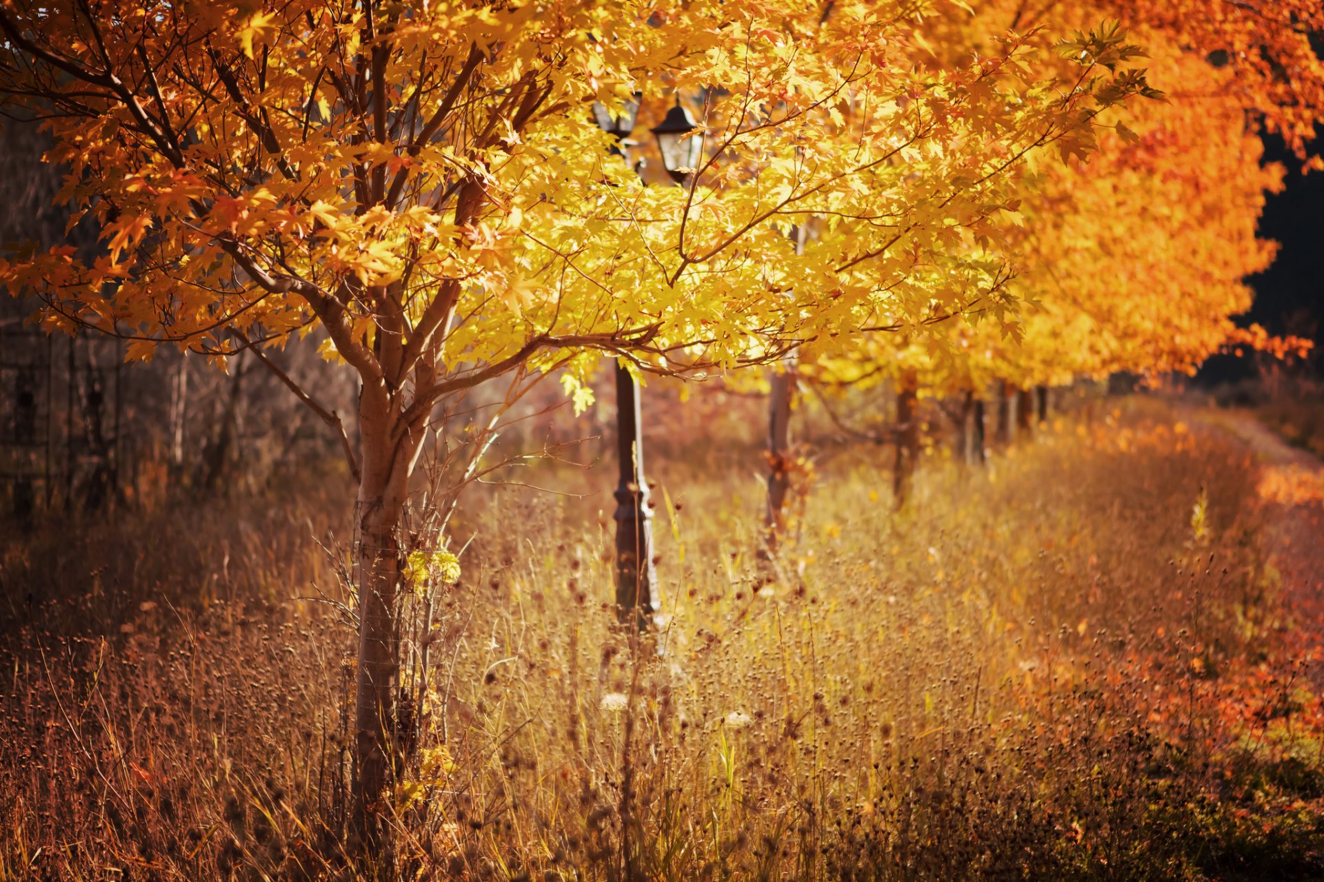 park bäume natur herbst