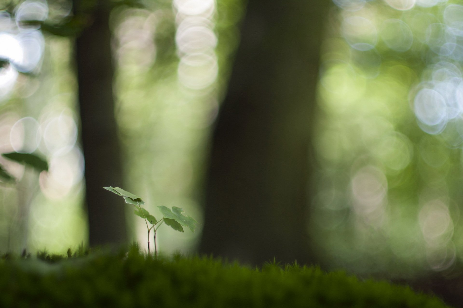 nature verdure fond