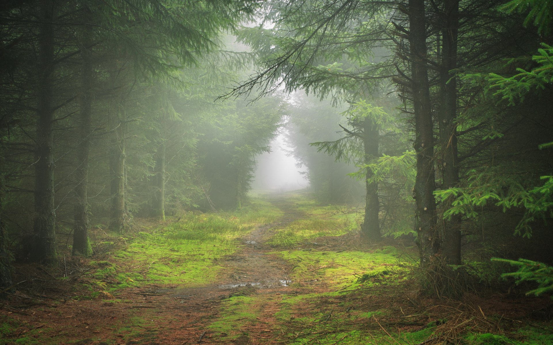 wald nebel natur landschaft