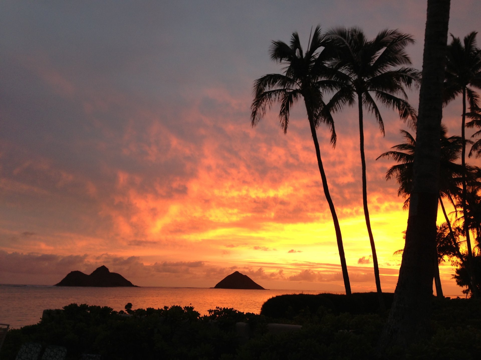 mer palmiers coucher de soleil paysage nature